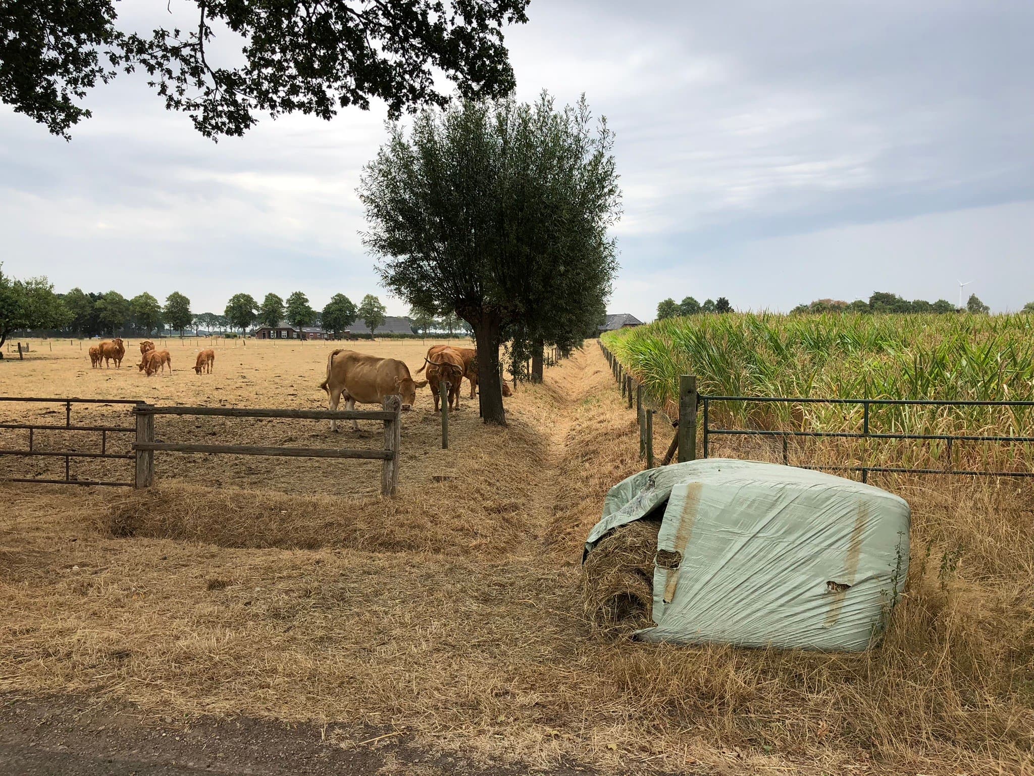 Foto: Boerderij