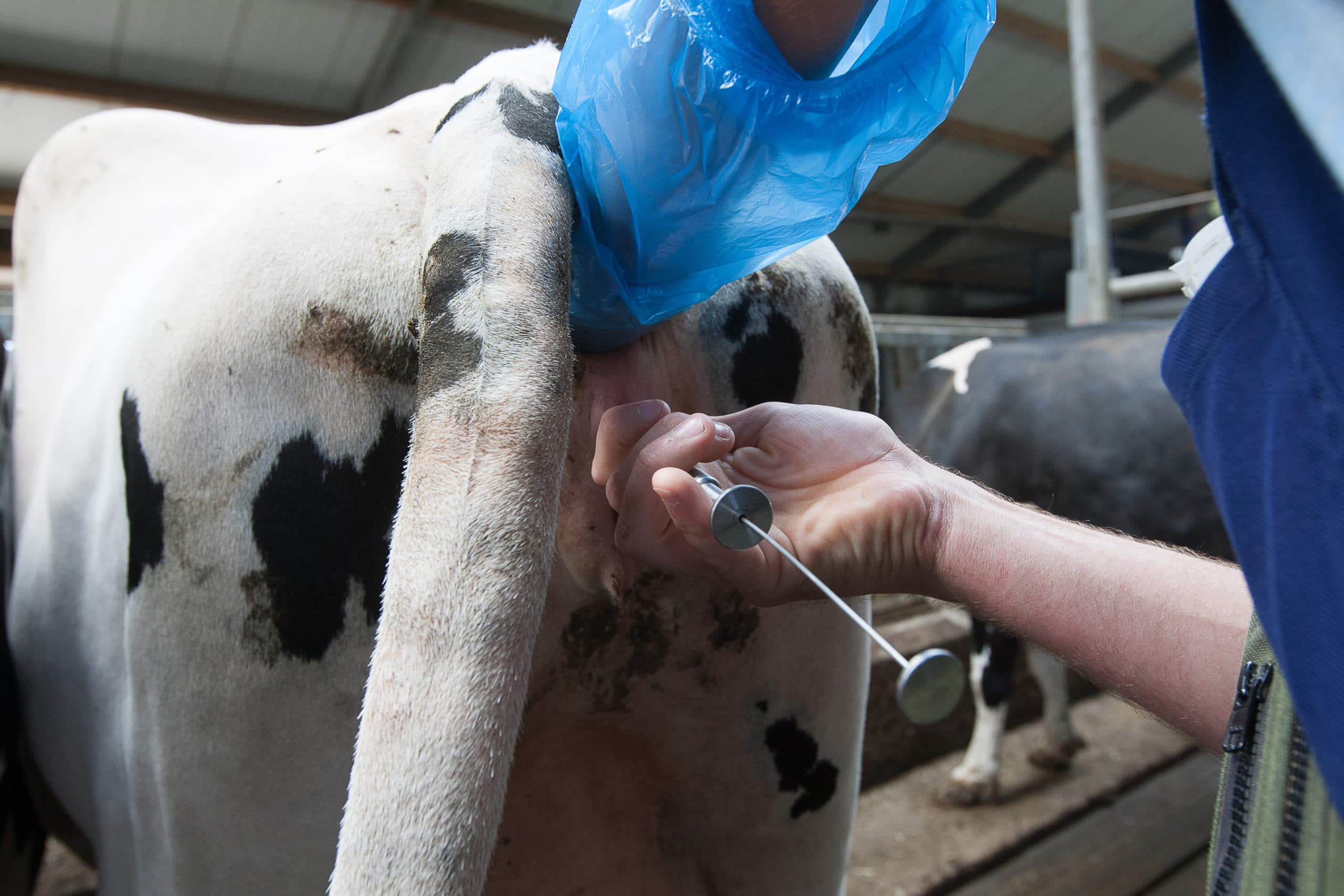 Inseminatie van een koe. - Foto: Ronald Hissink