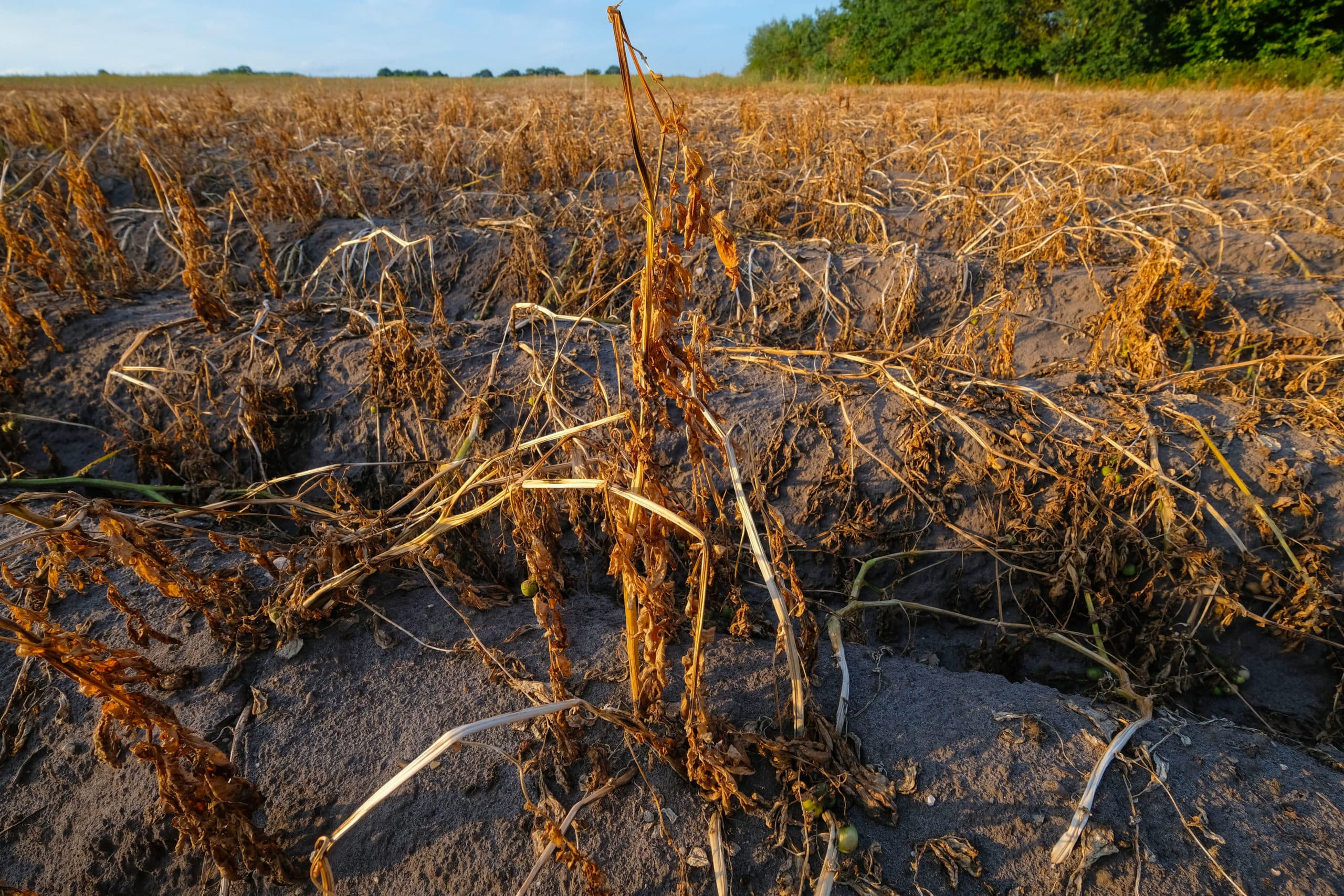Een perceel met aardappelen in de omgeving van Cuxhaven in het noorden van Duitsland. - Foto: ANP