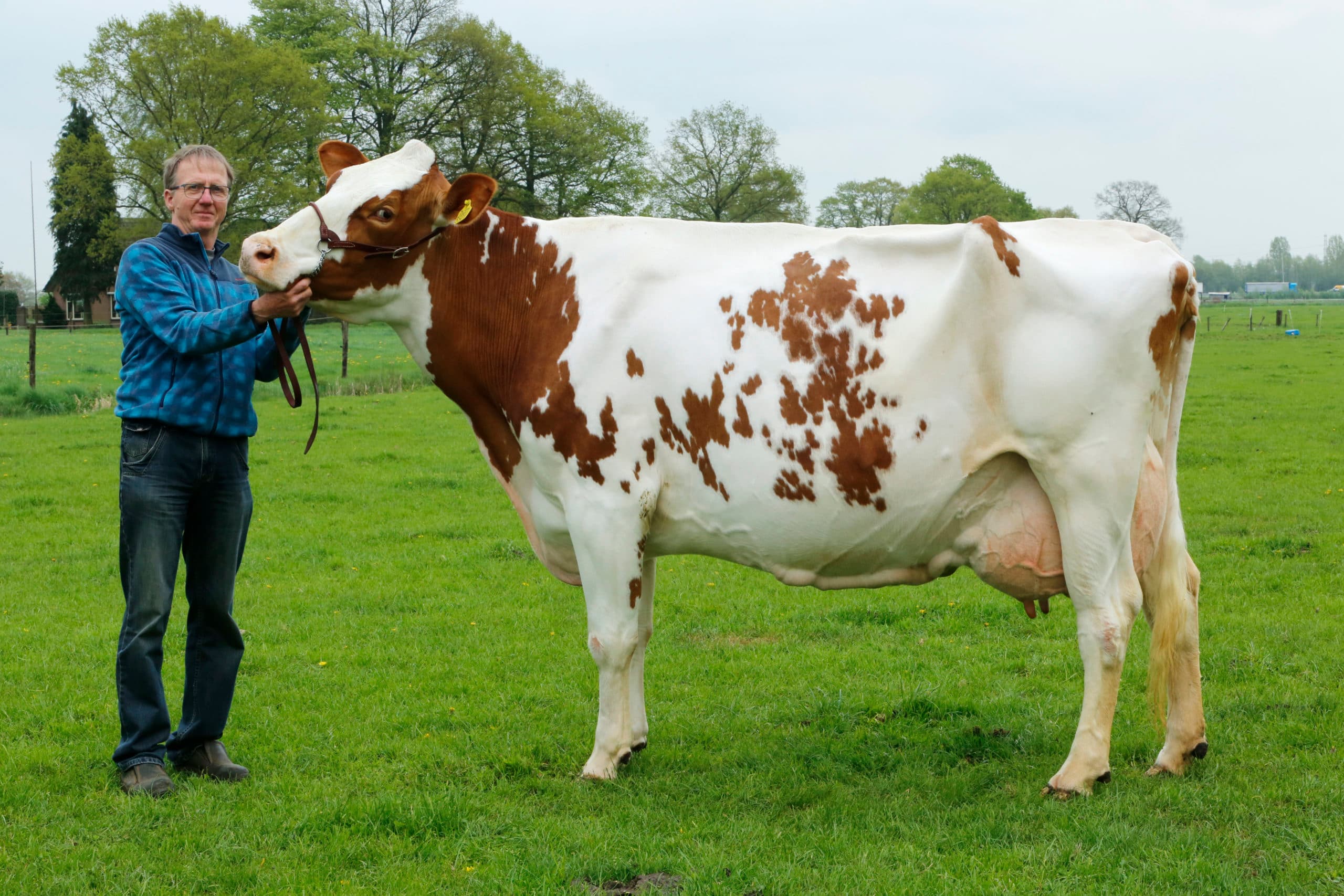 Naam: Jacob Werler (59). Woonplaaty: Vaassen (Gld). Bedrijf: 45 roodbonte Holstein melkkoeien met 45 stuks jongvee en 5 fokstiertjes op  34 hectare. Fokdoel: uniforme koppel met hoog exterieur waarbij koeien oud kunnen worden met een sober rantsoen. Op de foto: de nu vijfdekalfs koe Netta 443.
