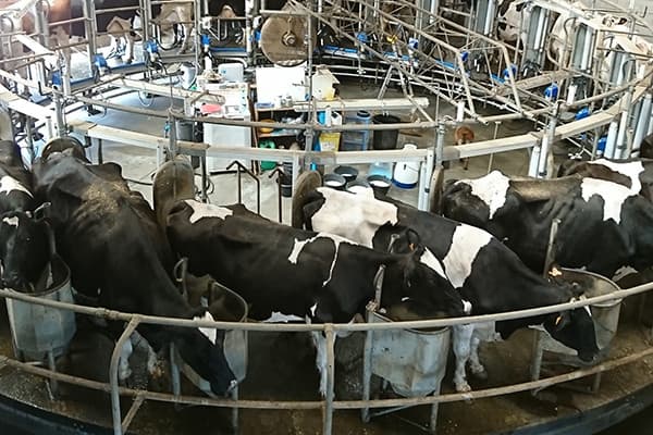 Het melken gebeurt in deze 24-stands carrousel uit 2009. De melk gaat naar een regionale zuivelfabriek.