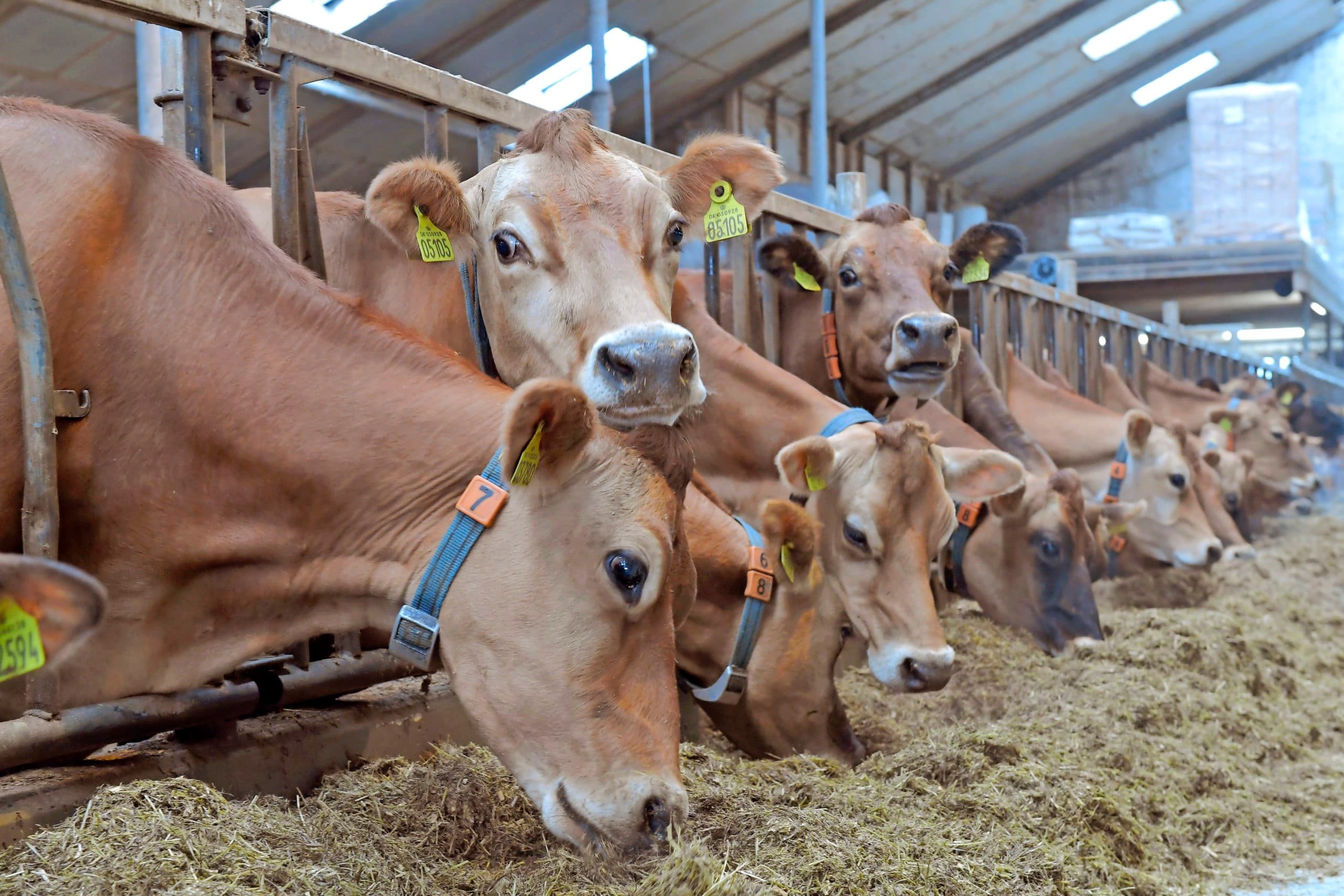 Jerseykoeien op een duurzaam melkveebedrijf. Jaap van Os en Dennis Martens stellen voor alleen nog financiële steun te geven aan agrarische bedrijven die zich inspannen voor onder meer dierenwelzijn, biodiversiteit en minder uitstoot.