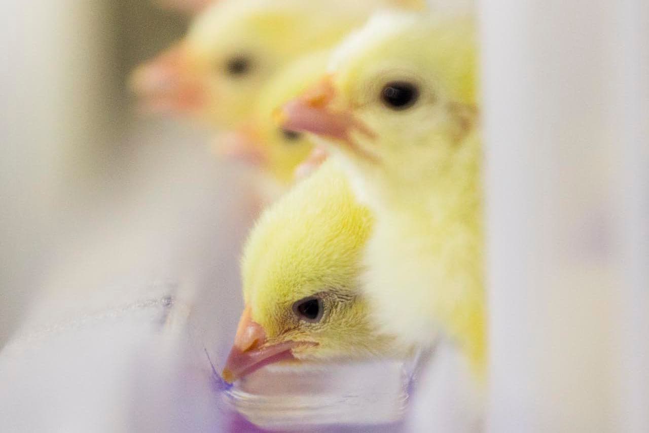 Foto: Bart Nijs Fotografie