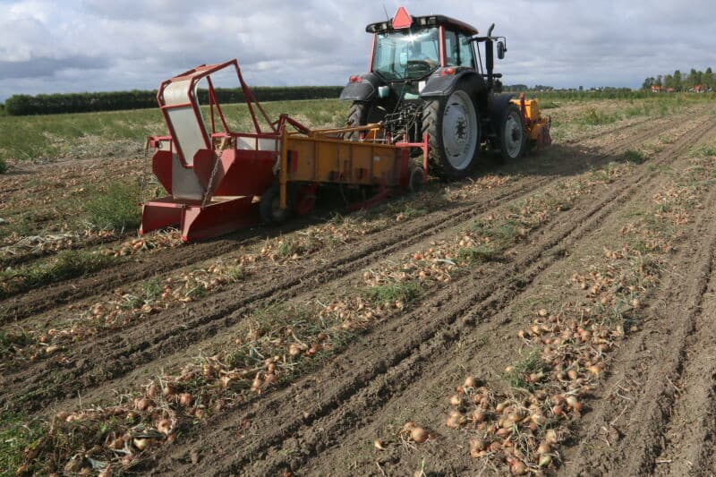 Het heeft niet veel geregend in het zuidwesten van het land, maar het is voor akkerbouwer Steven Dees uit Wissenkerke op Noord-Beveland voldoende om de plantuien te kunnen rooien. Loonbedrijf Van der Heijde uit het Zeeuwse Kamperland rooit hier 4 hectare plantuien van het ras Setton. - Fotos: Anton Dingemanse