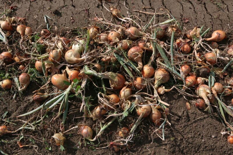 Het lang groen blijven van het loof is een raseigenschap van Setton. Dat zorgde dit jaar voor een langere groeiperiode.