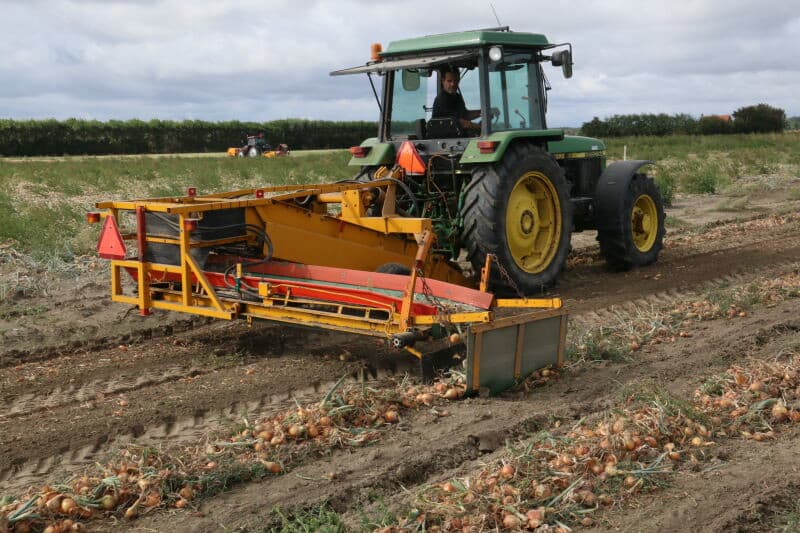 Daar waar het zwad is verplaatst, blijft maar een enkele ondermaatse ui achter. Met dit perceel plantui zit het wel goed ondanks het extreme groeiseizoen. Bij zaaiuien is het een ander verhaal. Als die niet bijtrekken, blijft het percentage ondermaatse uien erg groot. Op Noord-Beveland kan niet worden beregend, dus het gewas een handje helpen zit er voor de akkerbouwers niet in.