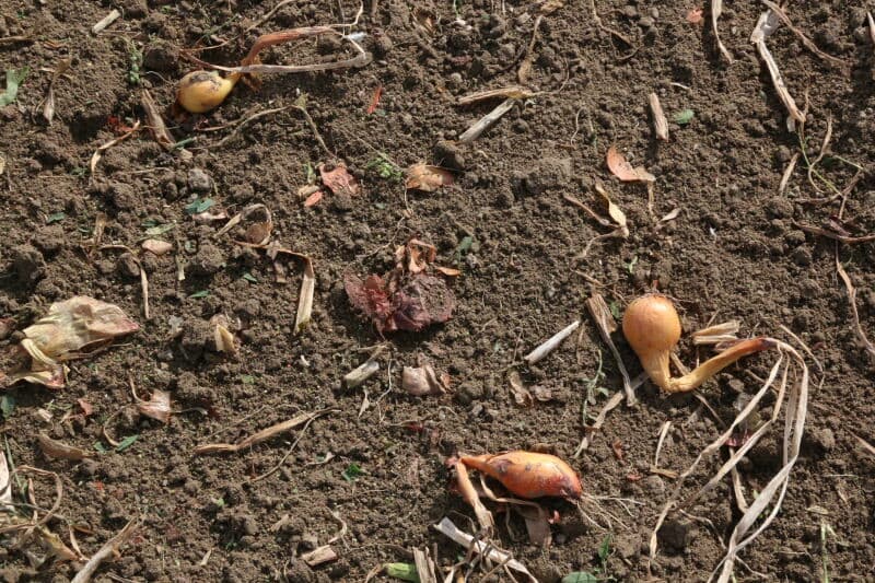 Op de kopakkers worden de zwaden op elkaar gelegd. Dat voorkomt schade bij het keren van de rooier. Over enkele dagen worden de uien geraapt. Dat doet Dees zelf met een aangepaste aardappelrooier.
