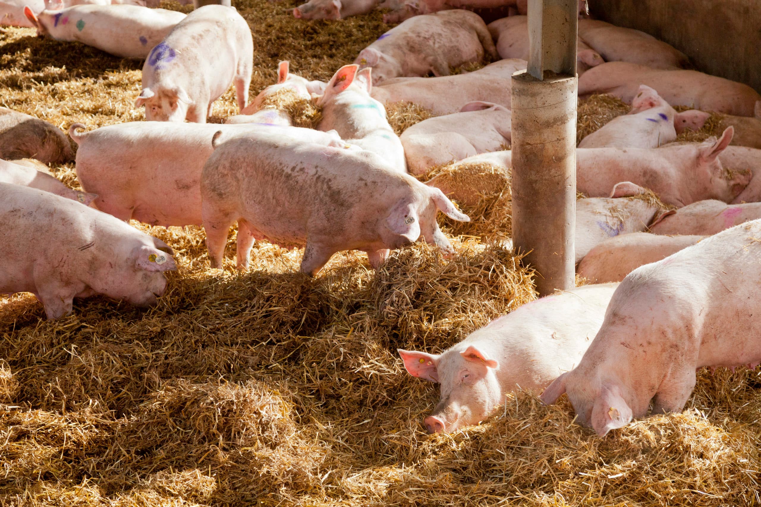 Welzijn blijft een belangrijk issue in de varkenshouderij. De mate waarin varkens natuurlijk gedrag kunnen uitoefenen, is een maatstaf daarvoor.