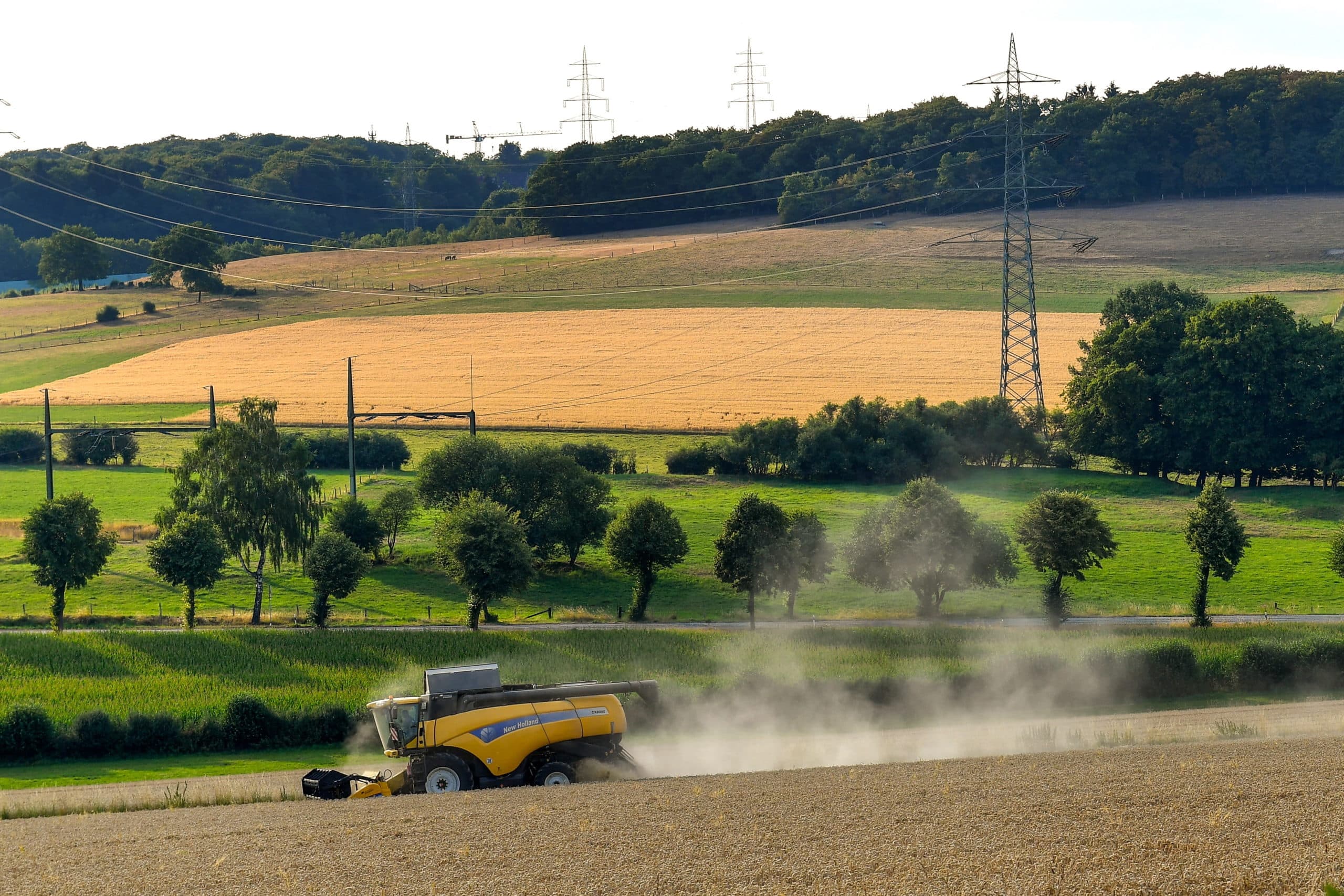 Graanoogst in het West-Duitse Issum. - Foto: ANP