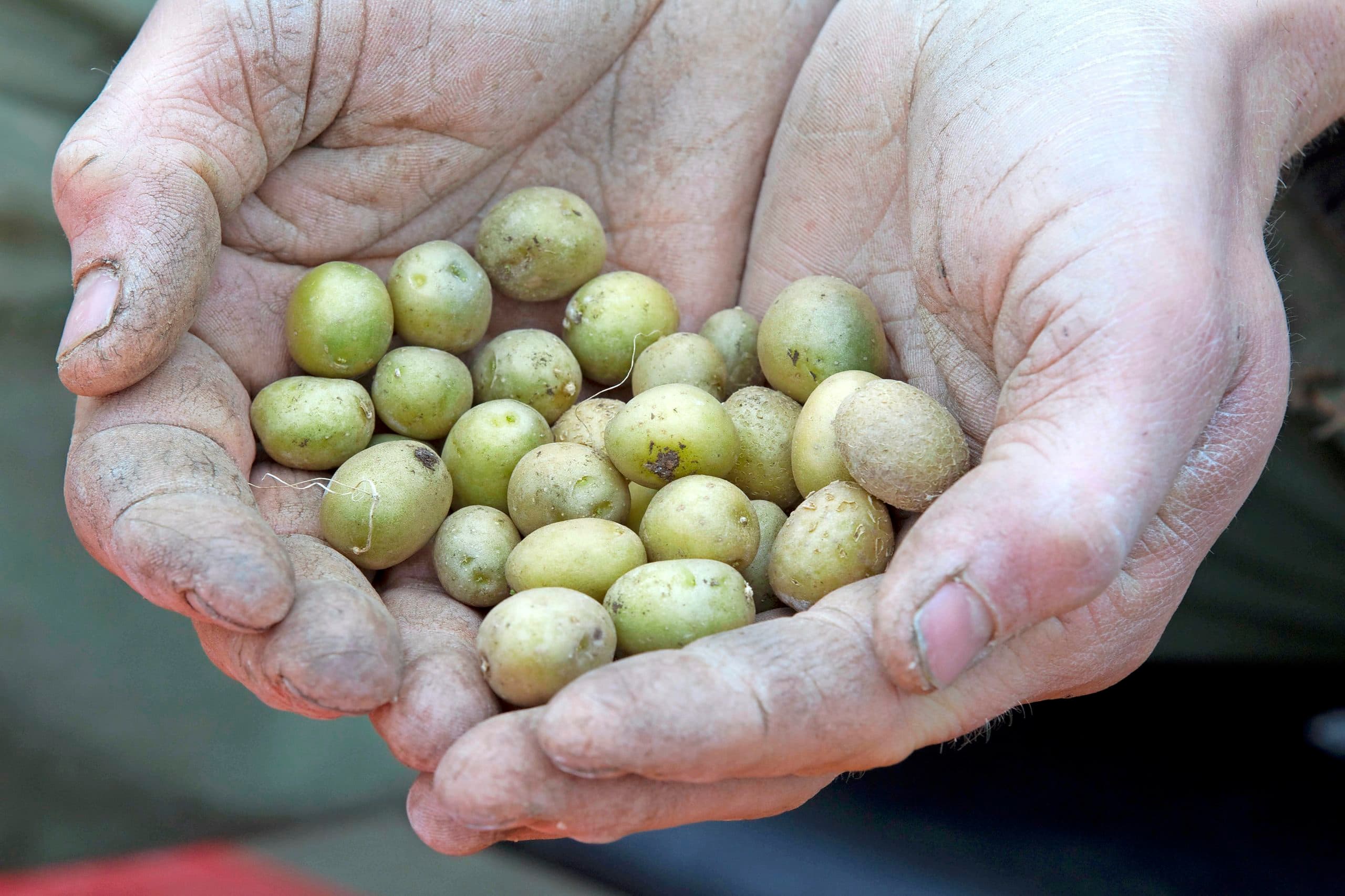 Miniknollen mogen sinds 2017 Argentinië binnen, net als in-vitro vermeerderde aardappelplantjes. Pootgoed niet. - Foto: Dennis Beek