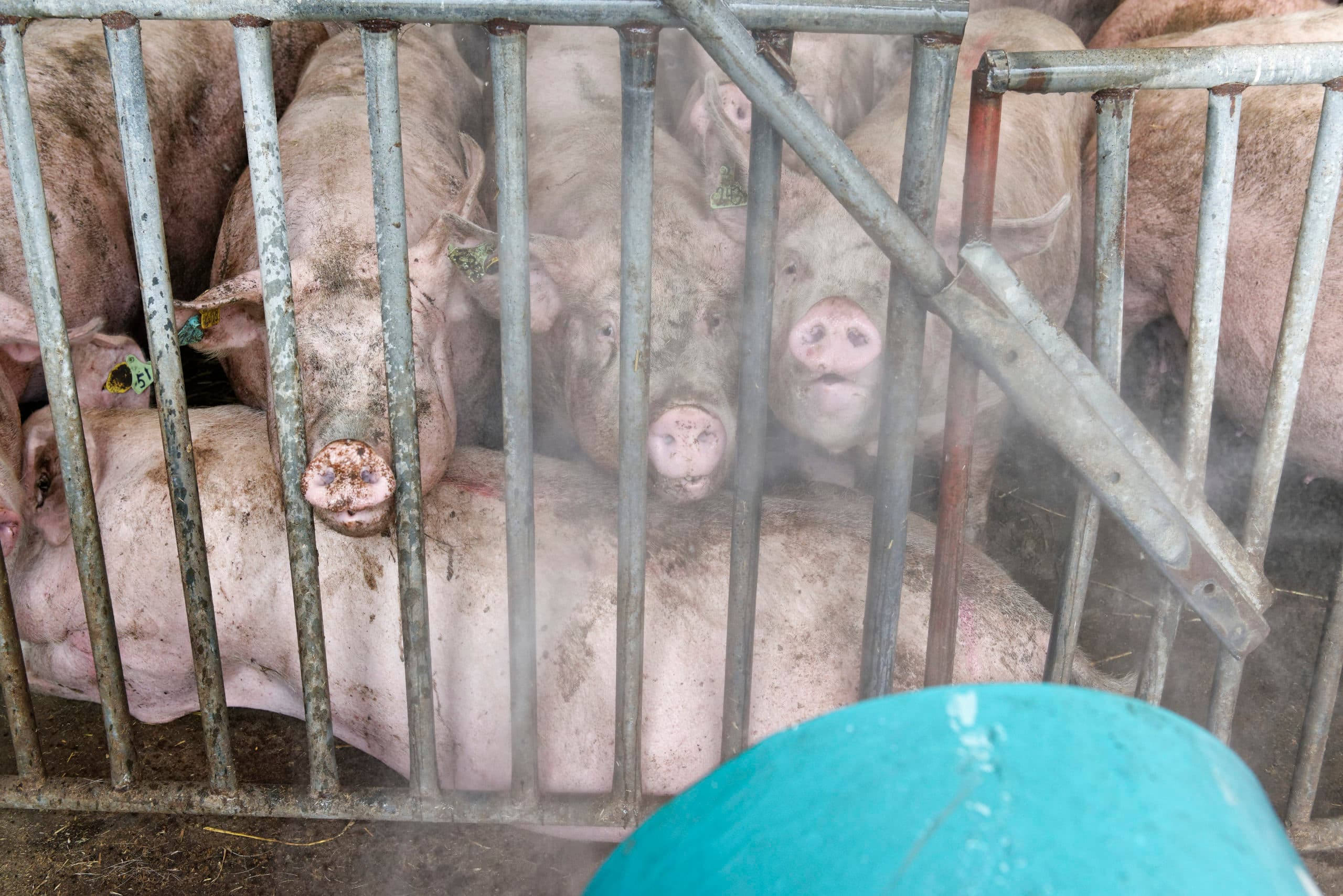 De zeugen waarderen een stuk verkoeling. Ze steken hun snuit bijna in de ventilator.