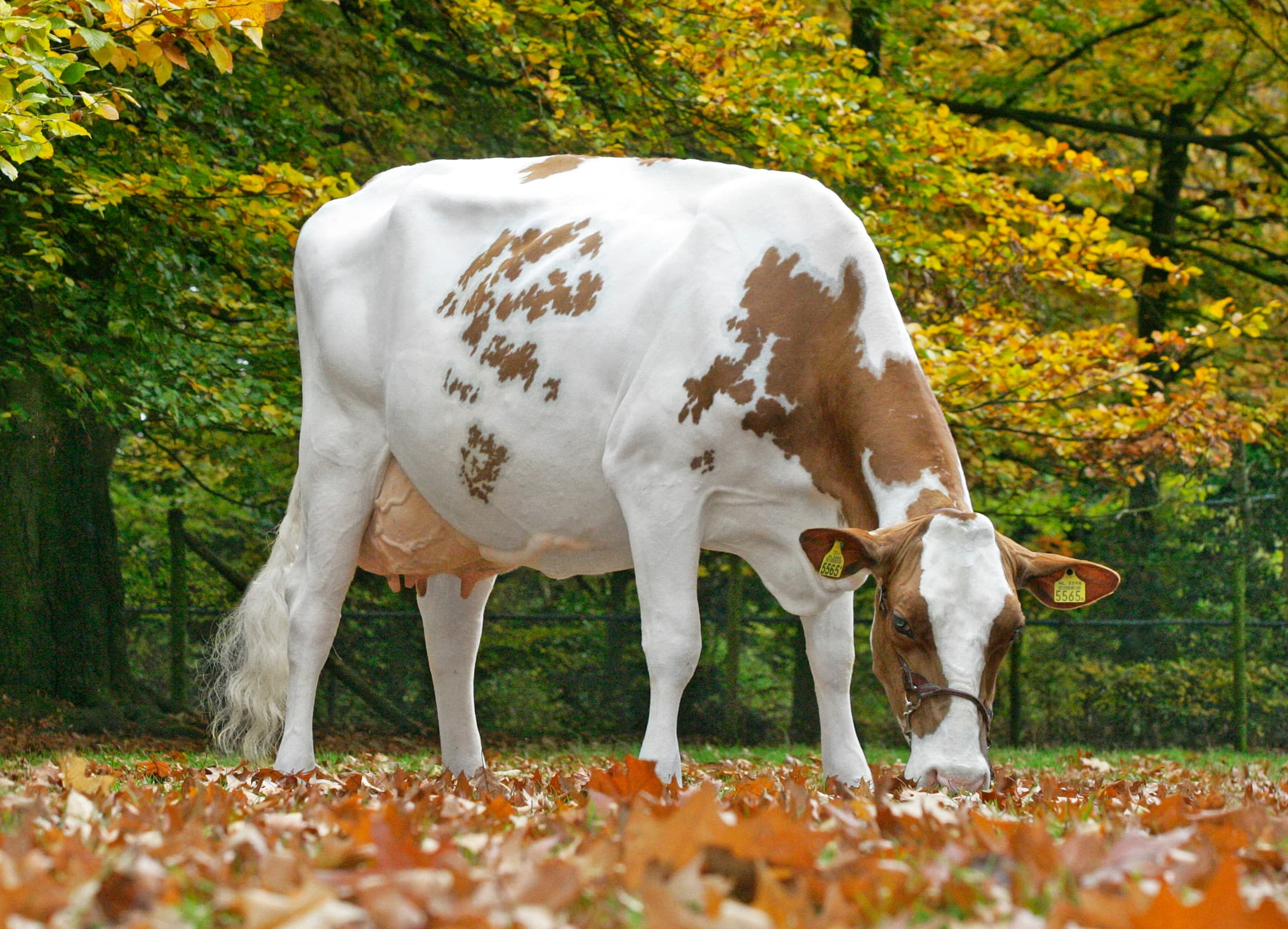 J&G Meisi 5 heeft in 9 lijsten (3.815 dagen) 113.912 kilo melk gegeven met 4,97% vet en 3,78% eiwit. - Foto: Alger Meekma