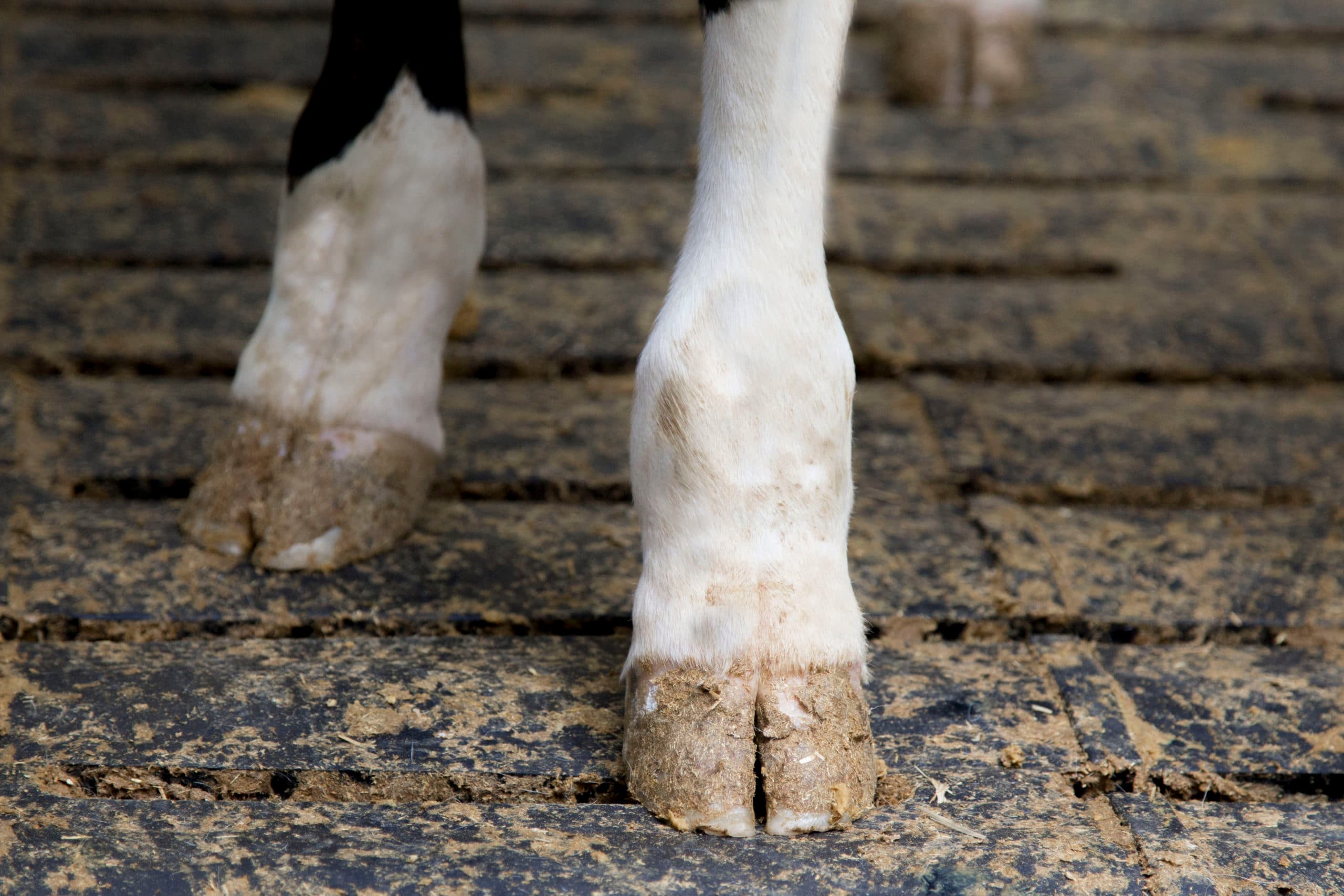 Gezonde klauwen. - Foto: Koos Groenewold