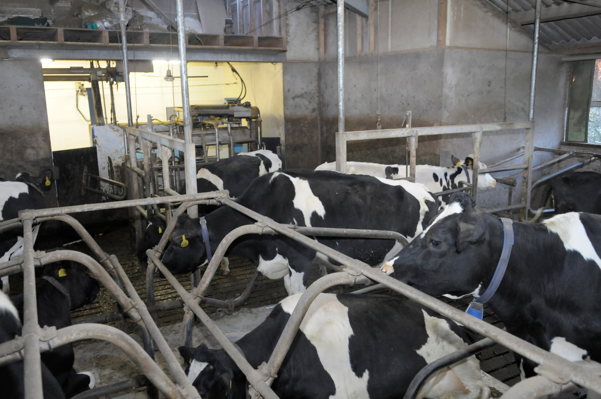 Opdrachtnummer 190060/Boerderij Tijdelijke wachtruimte met hekken omlaag in de stal van Johan vd Tweel, Bantega. 15 dec. 2010 foto: Marten Sandburg/Penn Communicatie