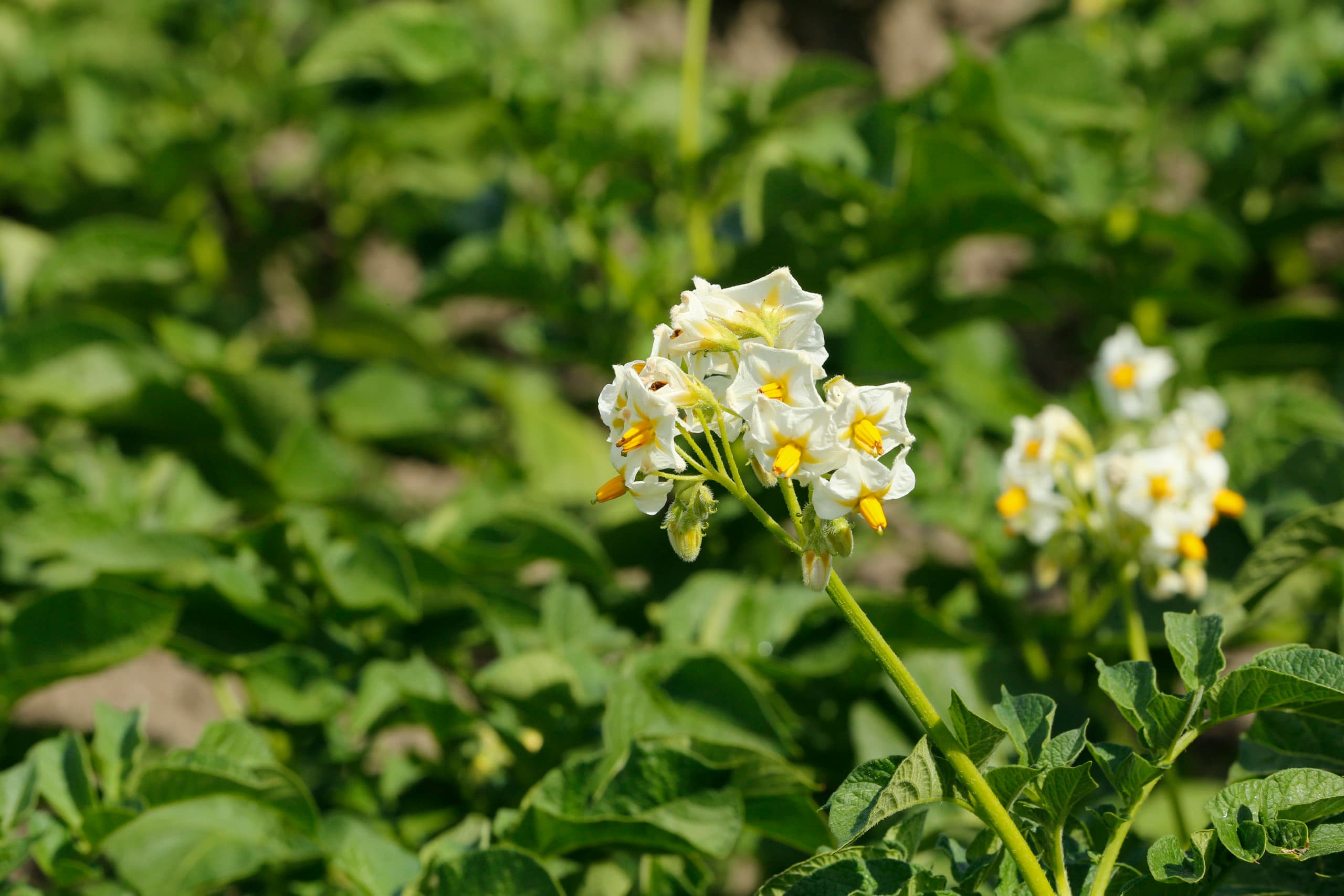 Simplot gebruikt Crispr-Cas in aardappelveredeling