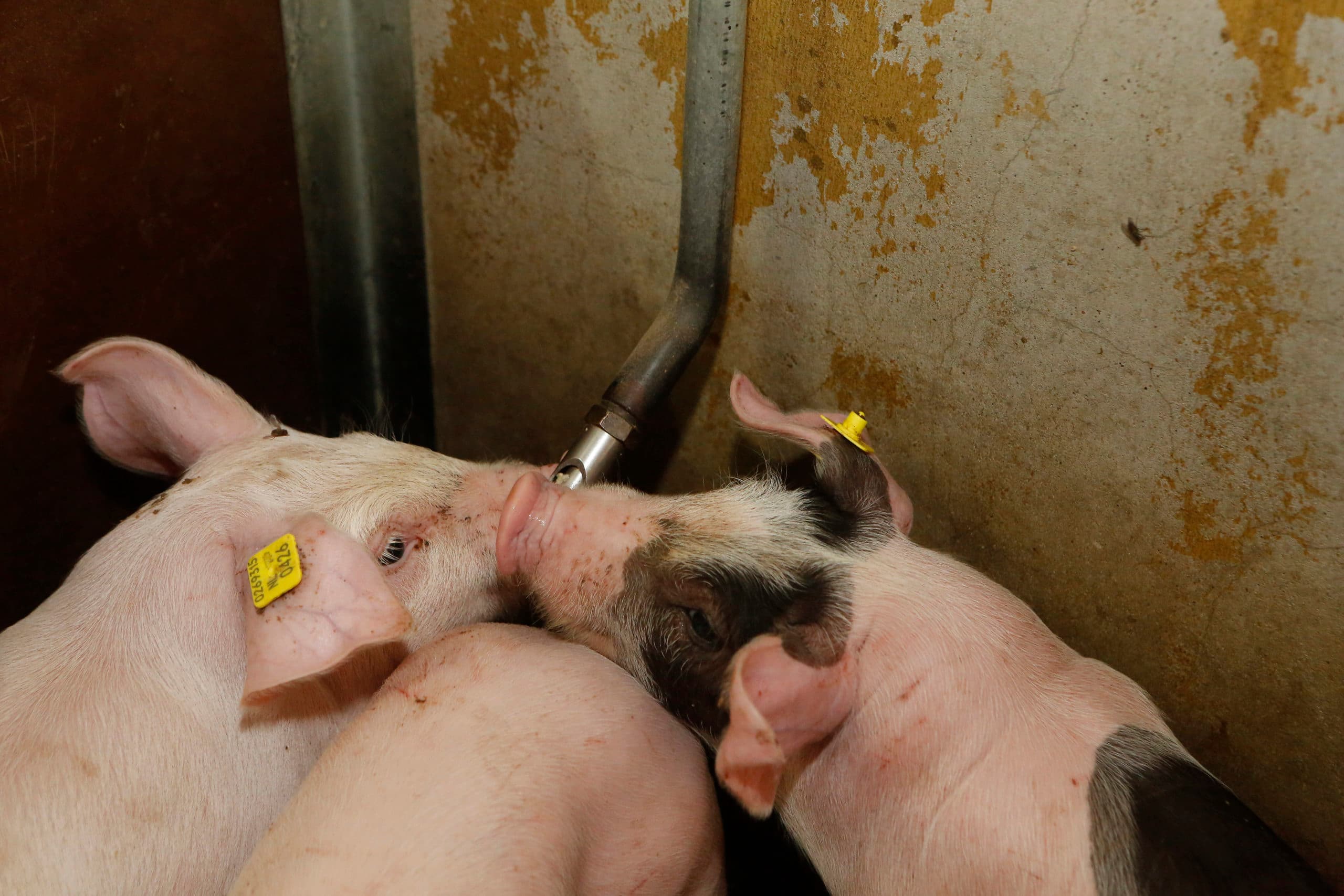 Vers drinkwater uit een goed bereikbare nippel is belangrijk voor varkens. - Foto: Henk Riswick