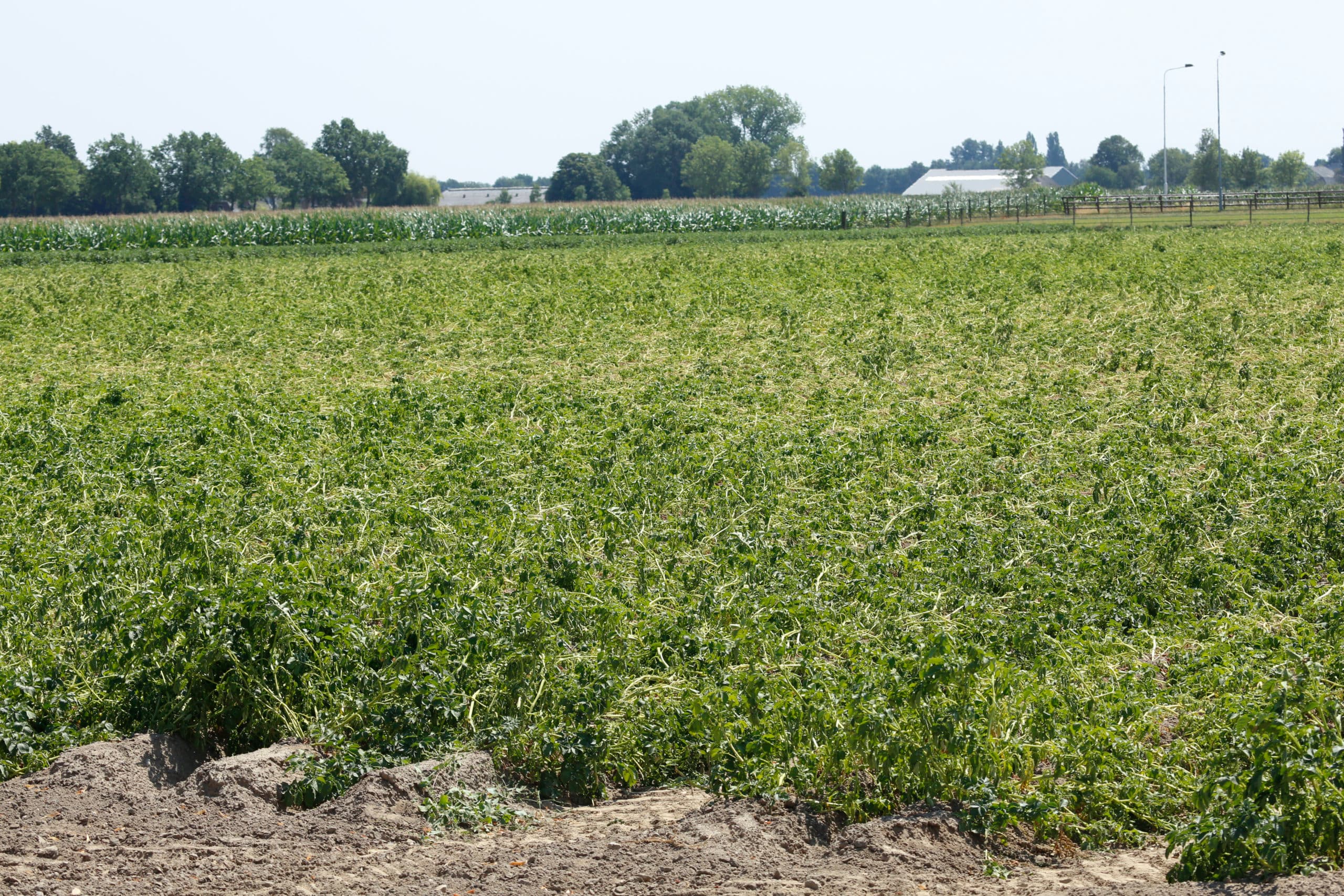 Foto: Henk Riswick