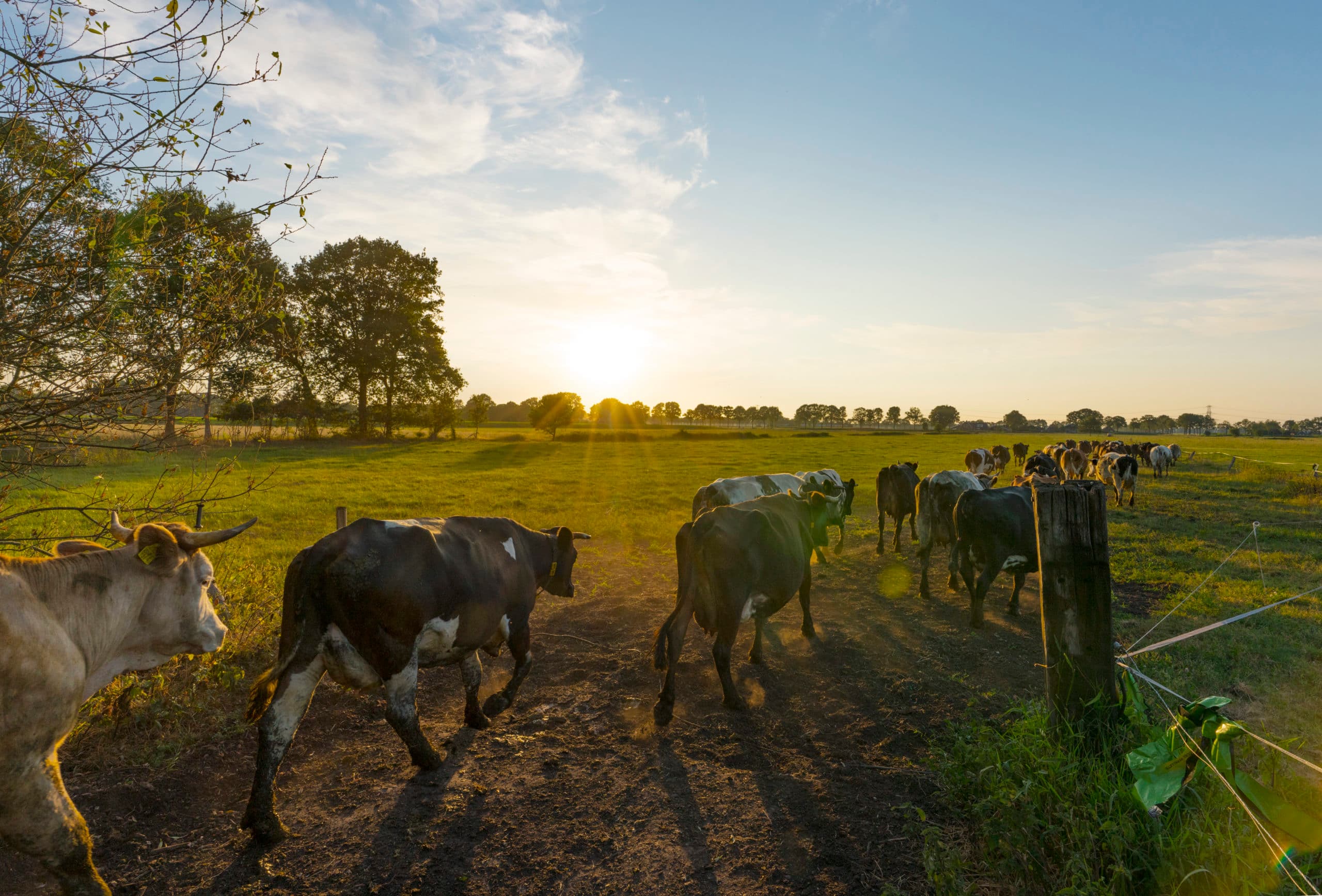 Vanwege de droogte gaan de koeien op de Haarmeyer momenteel alleen  s nachts naar buiten. - Foto: Ruud Ploeg