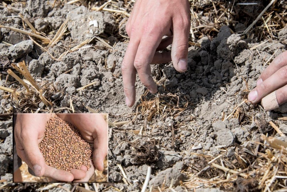Na het zaaien rijdt Aarnink & Ooms 35 kubieke meter digestaat per hectare over het perceel.