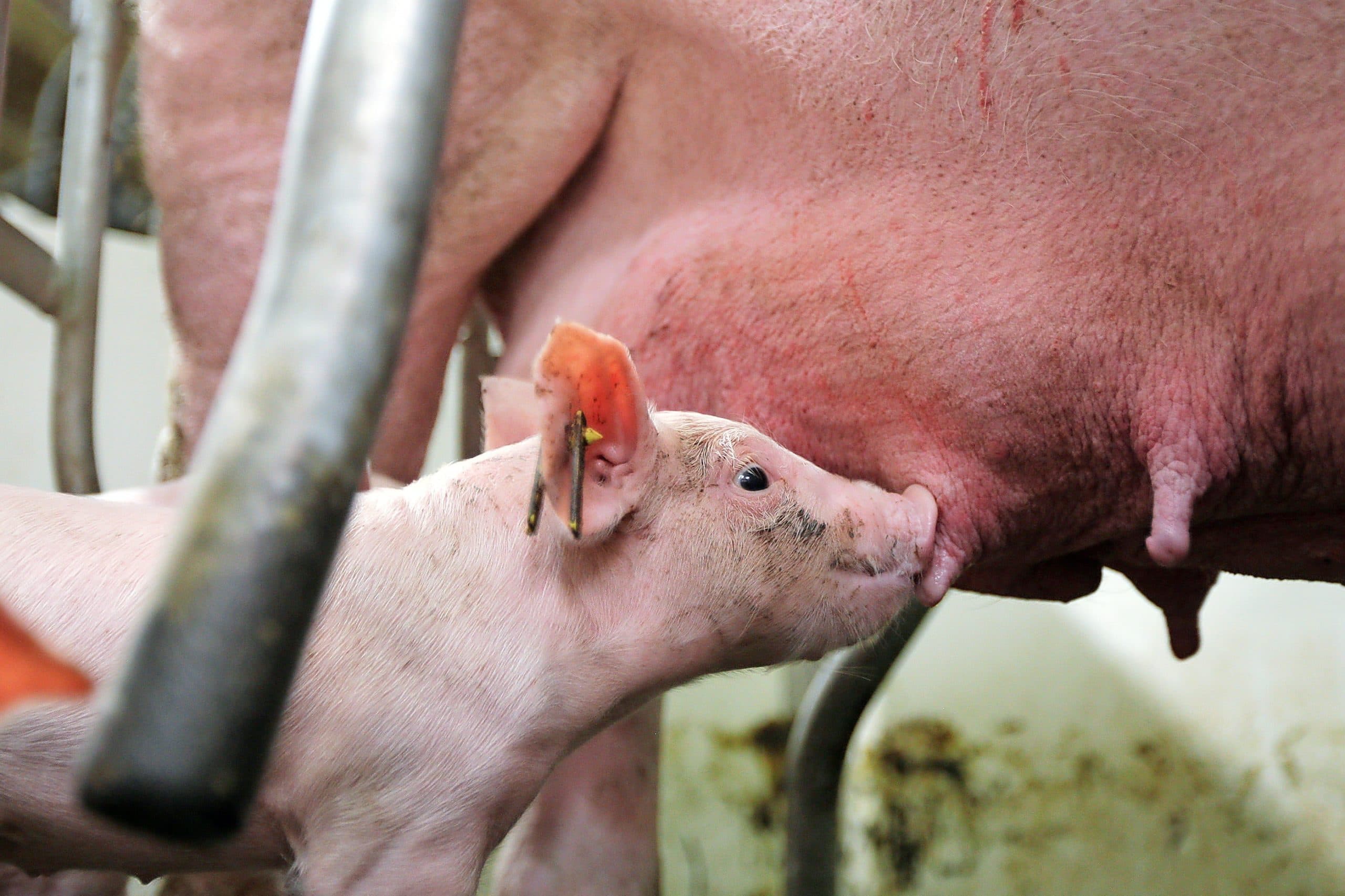 Gezonde zeug met big. Een dierenarts zag rode vlekken op het uier van een zeug. - Foto: Ronald Hissink