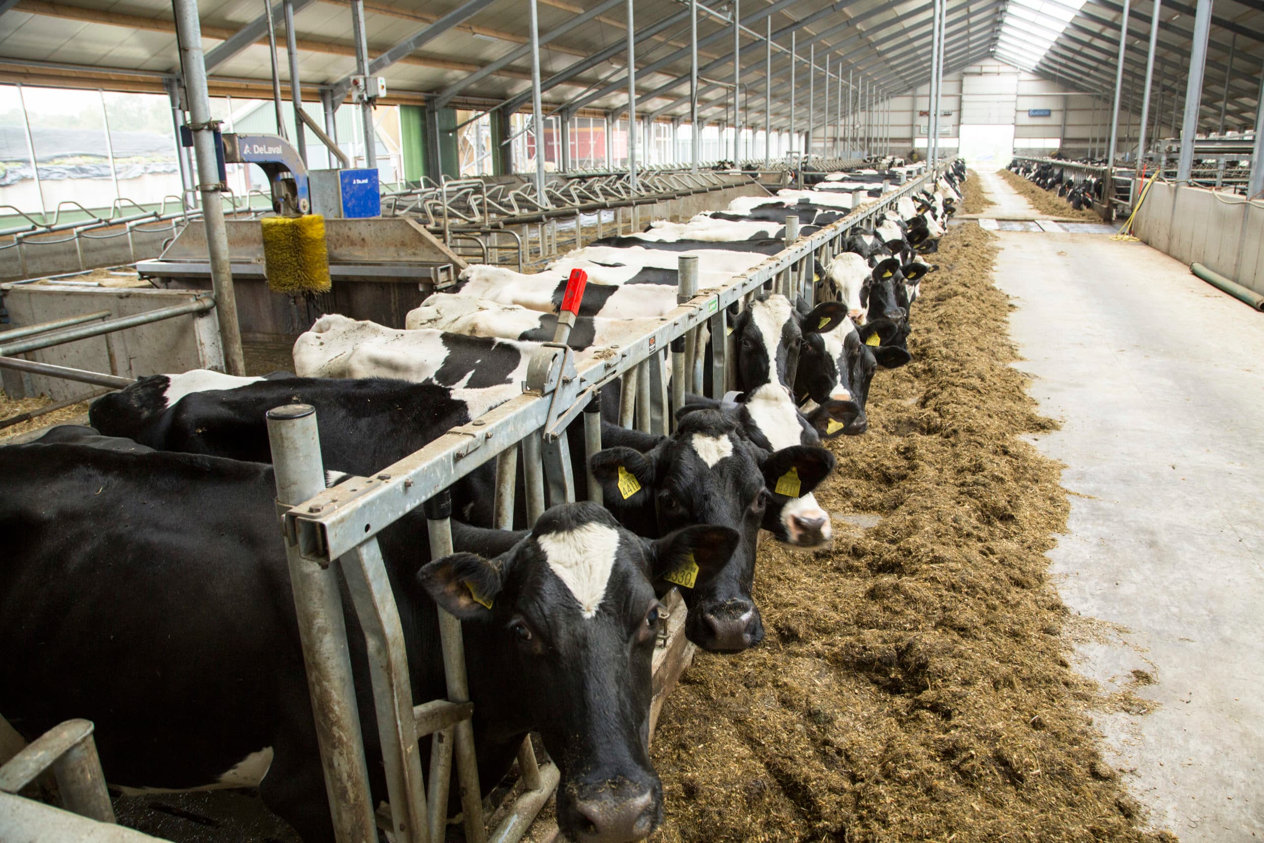 Foto: Koos Groenewold