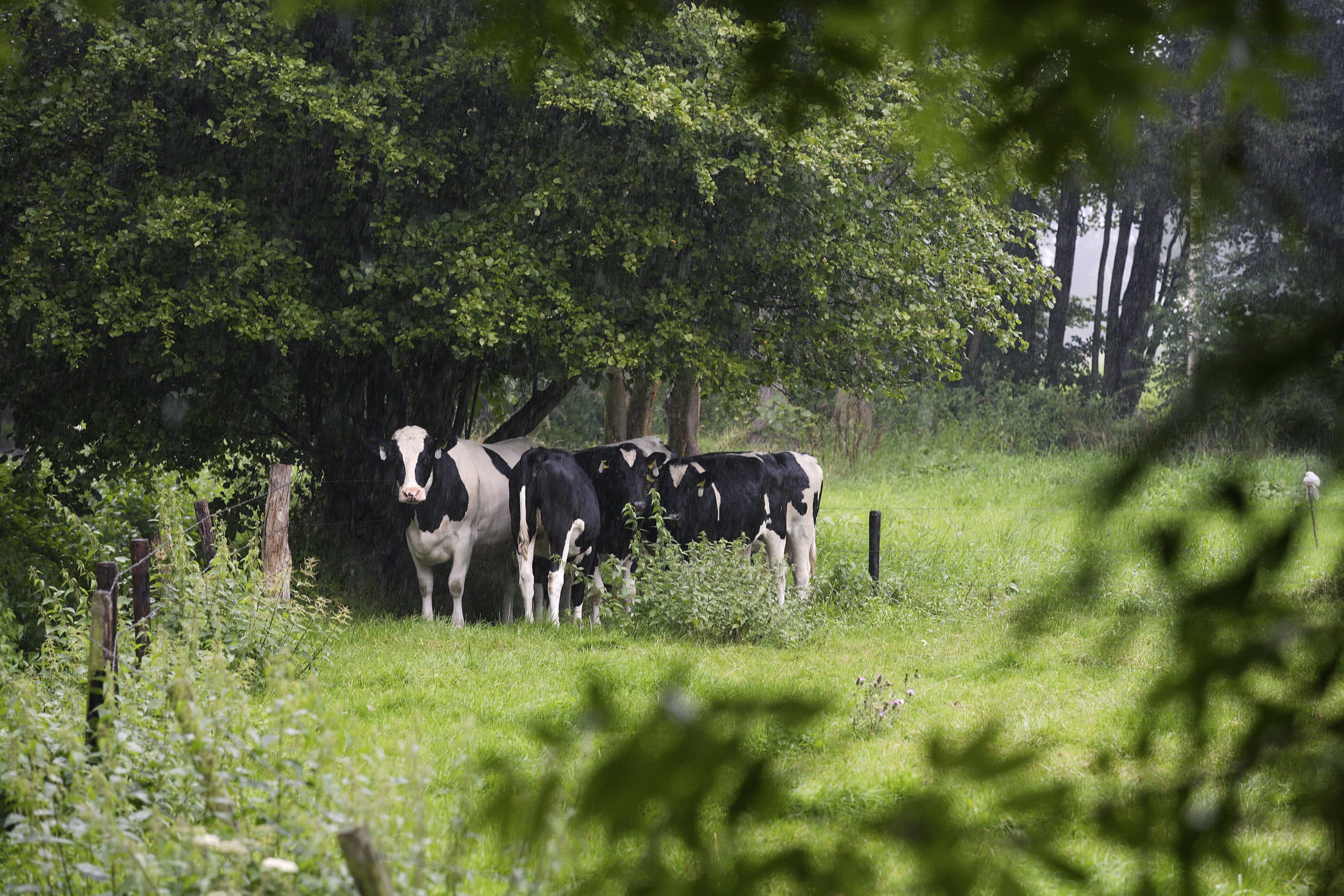 Foto: Hans Prinsen