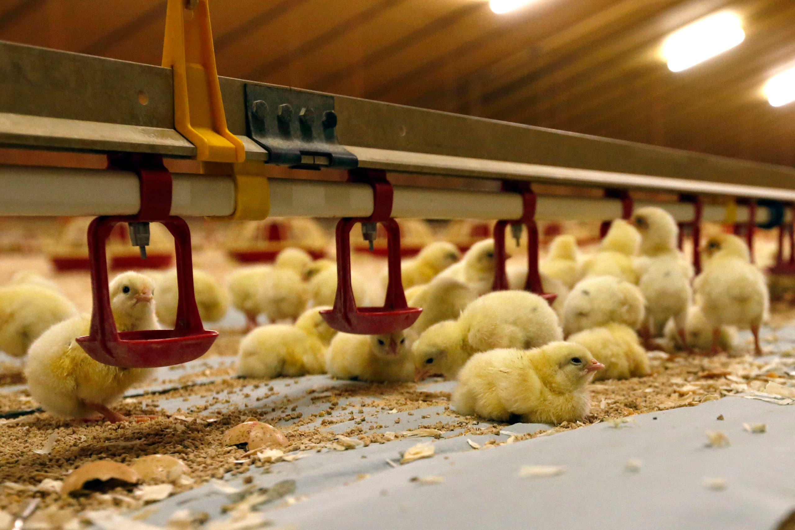 Meerkosten van traag groeiende vleeskuikens kunnen niet altijd worden terugverdiend. - Foto: Bert Jansen