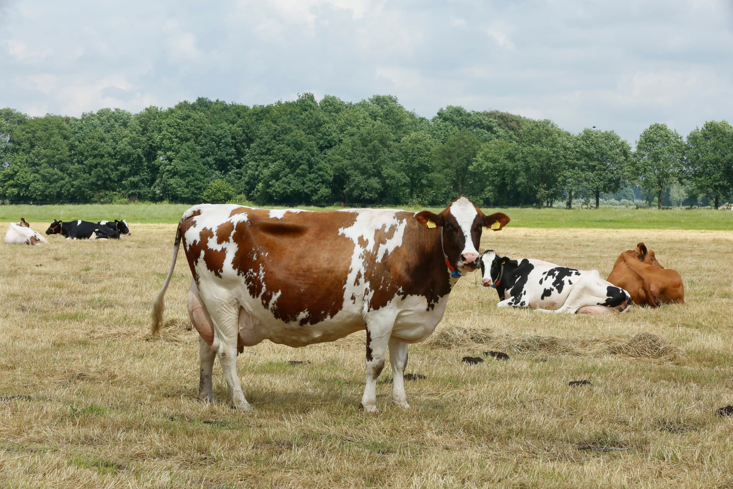 Foto: Henk Riswick