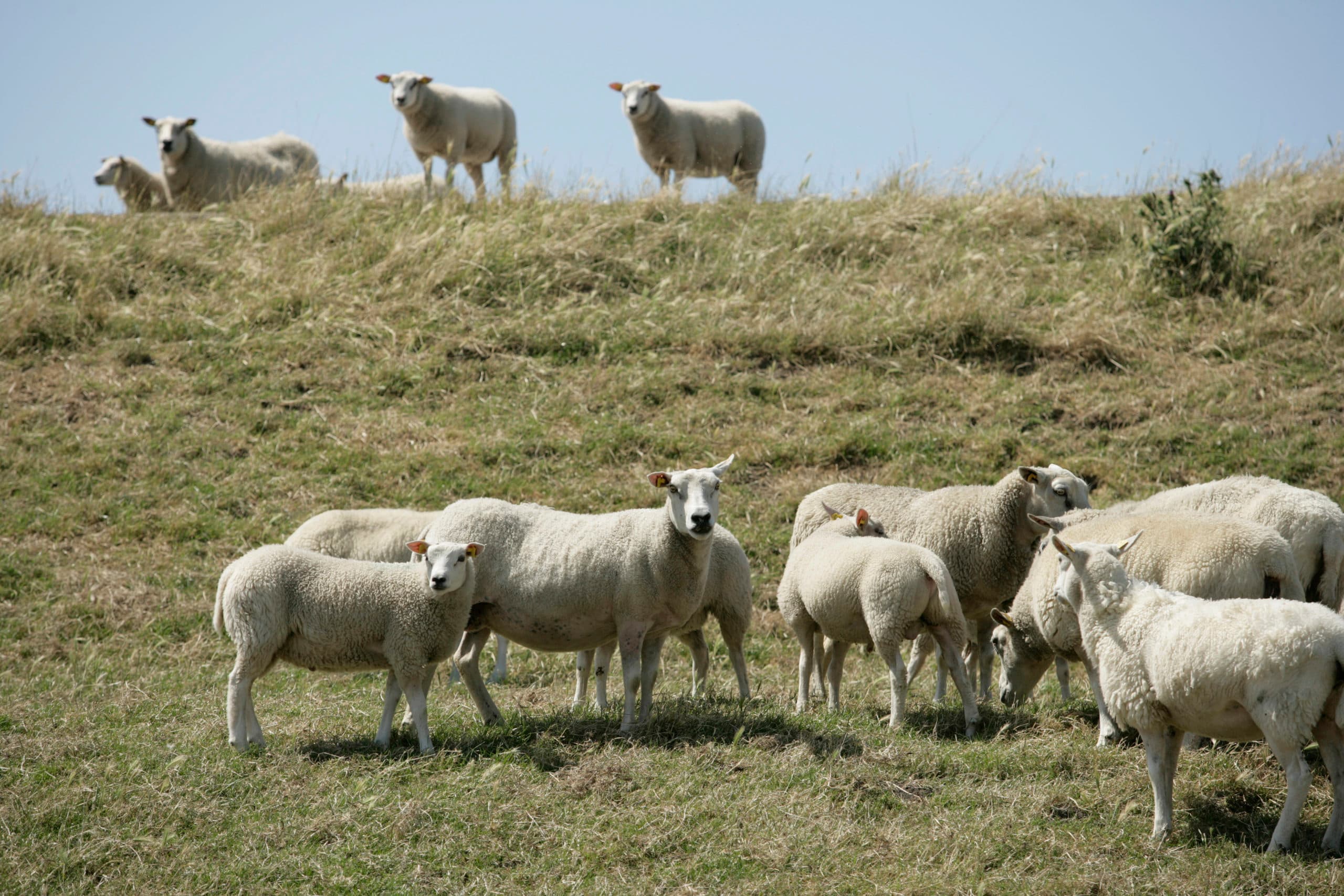 Foto: Jan Willem Schouten