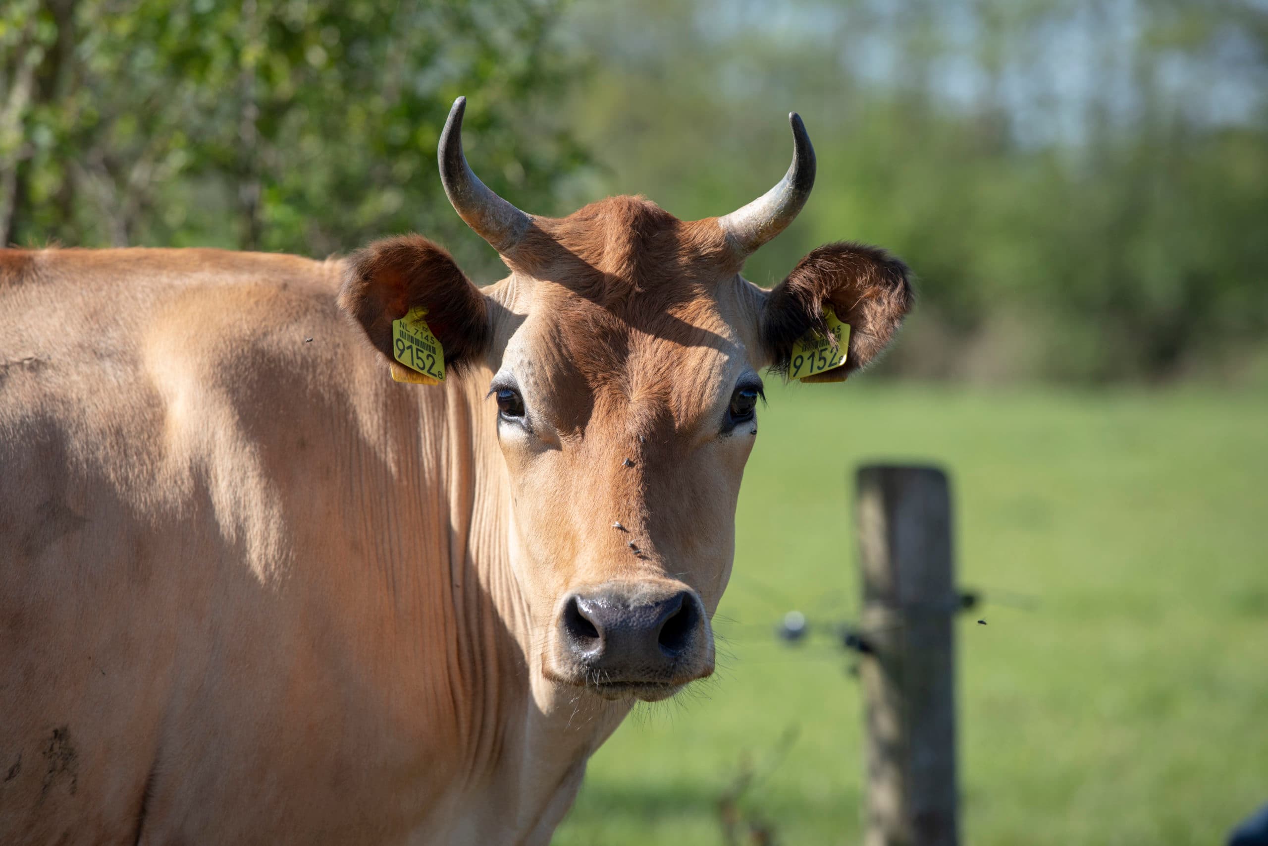 Foto: Anne van der Woude