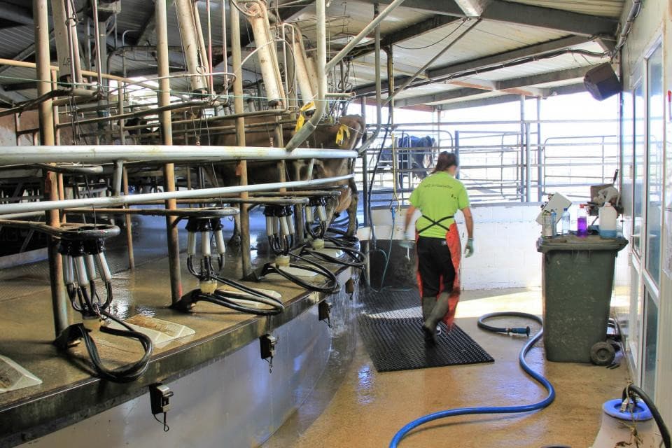 Foto: Nicolai Dairies