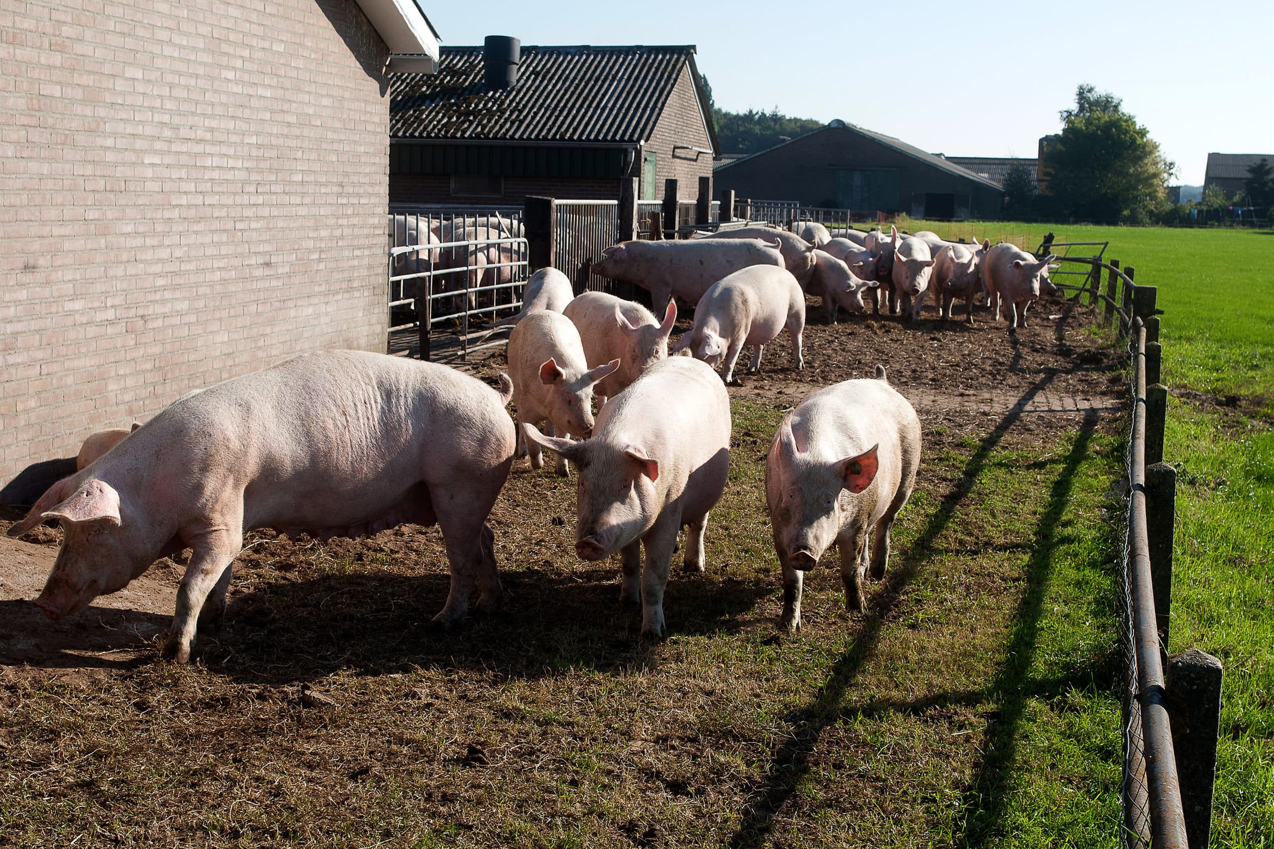 Biologische varkens. - Foto: Ronald Hissink