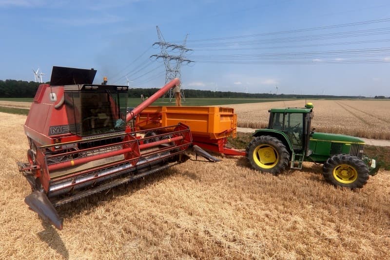 In de Noordoostpolder laat Bertus Omta uit Ens zijn wintertarwe combinen door loonbedrijf van Unen uit Emmeloord. Nico Boscher oogst hier 7 ha van het ras Tabasco.
