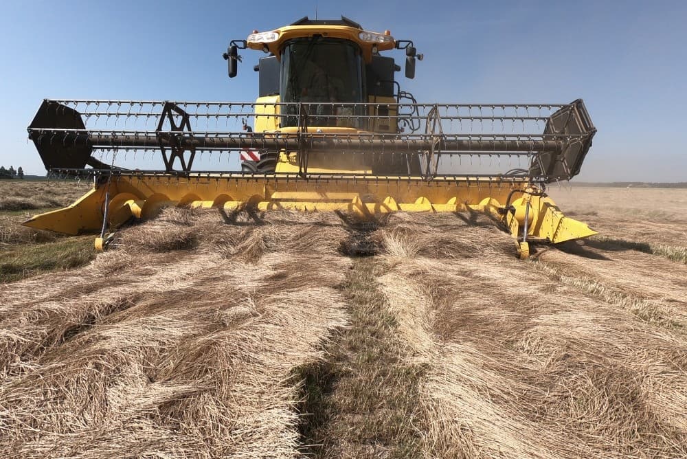 De container is opgehaald door Vandinter Semo uit Scheemda (Gr.). Het 5,4 hectare grote perceel leverde een bruto-opbrengst van 13.100 kilo. Het bruto-product moet nog wel geschoond worden. Het zaad is voor een Spaanse klant die het onder andere verwerkt in sportveldmengsels voor Real Madrid.