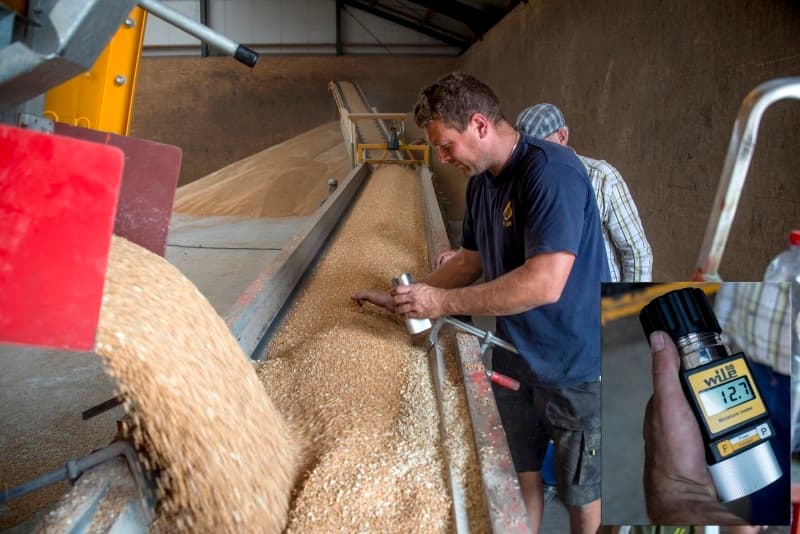 Deze tarwe laat zich goed dorsen. Het heeft een vochtgehalte van 13,8% en een HL-gewicht van 79 kilo.
