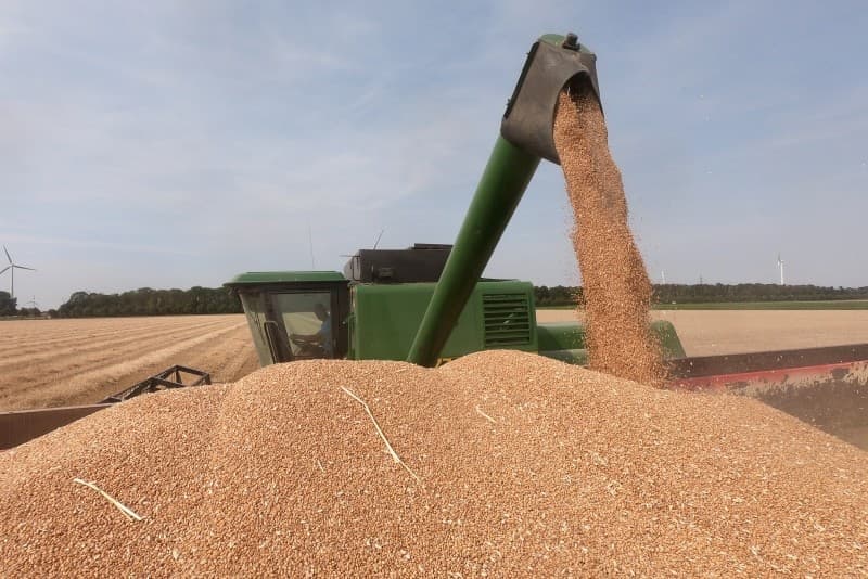 De Bruycker slaat het graan in de schuur op met behulp van een inschuurlijn. Koen de Brucker neemt een vochtmonster van de band. Het vochtgehalte is 12,7%. Er moet nog 13,5 ha geoogst worden.