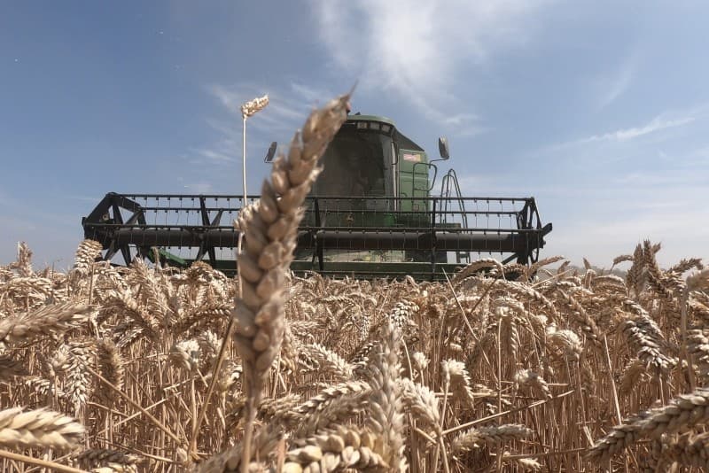Dit ras is oogstrijp, het vochtgehalte is 13,7%. Het gewas heeft het in de winter door kou en nattigheid erg moeilijk gehad, het staat dun en het stro is kort. De opbrengst zal tegenvallen. Klunder heeft nog Expert wintertarwe staan maar die is nog niet oogstrijp.