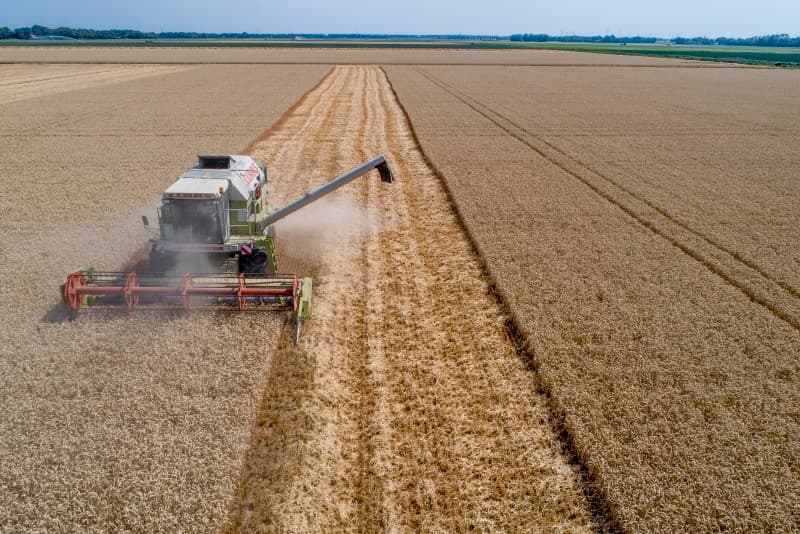 Het stro wordt geperst door een ZZP er uit Rouveen die zelf ook nog wat stieren mest. Met veel menskracht worden de pakjes van het land gehaald.