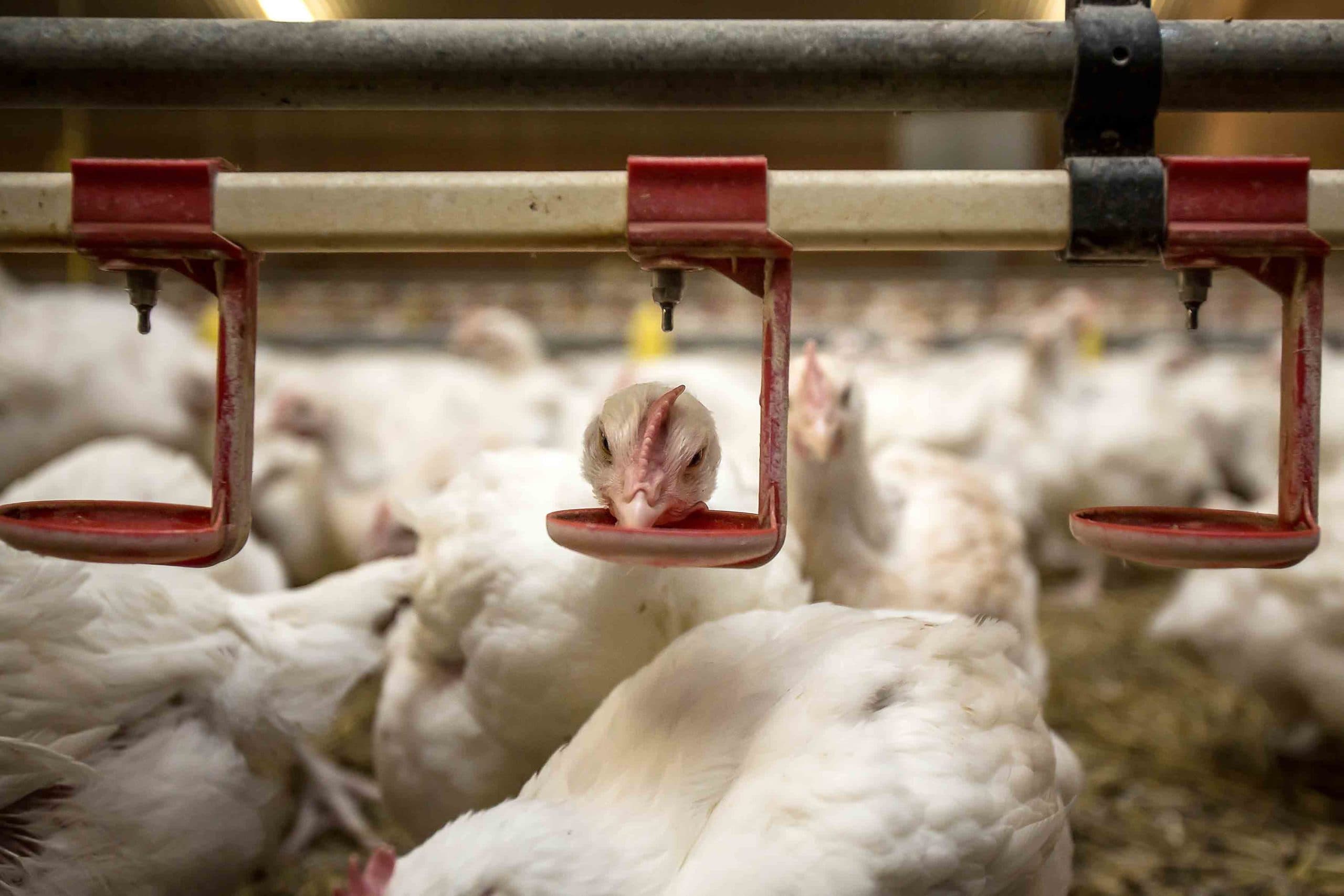 Trager groeiende vleeskuikens van het Hubbard-ras. - Foto: Diederik van der Laan