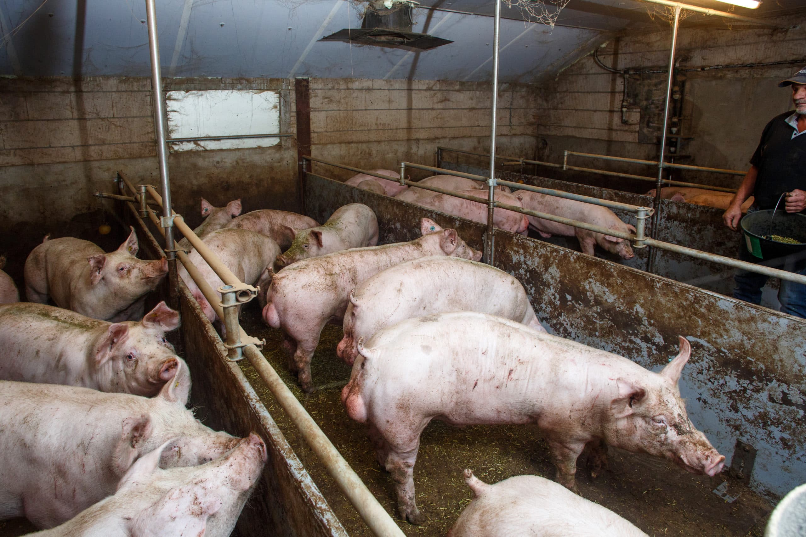 Varkens bij een KDV-deelnemer