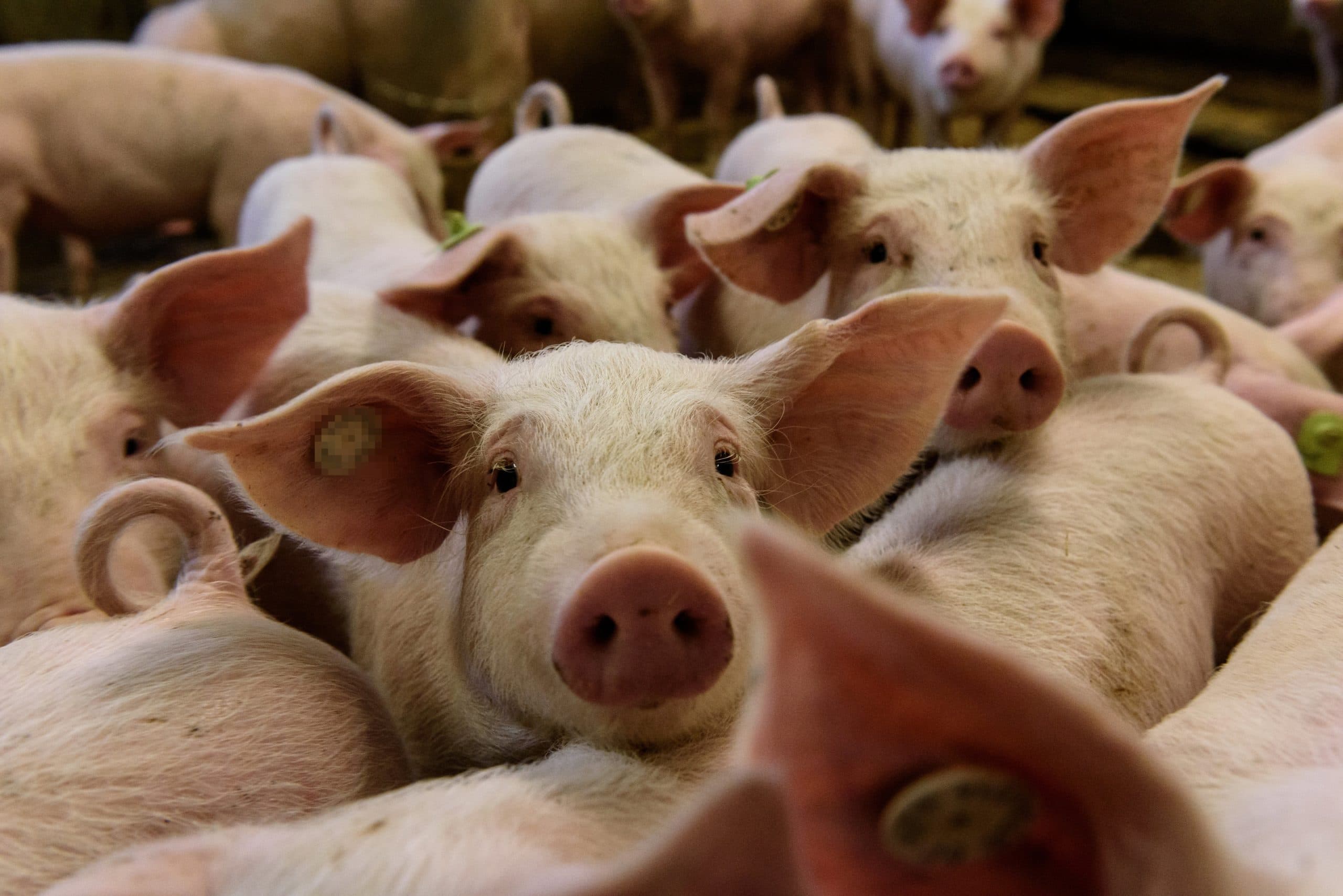 epa06444515 Piglets stand in a shed of a pig farm in the federal state of Brandenburg, near Berlin, Germany, 15 January 2018. The African Swine Fever (ASP, Pestis Africana Suum) has its origin in Africa and spreads out over eastern Europe in the direction of Germany. The disease can transmit directly between pigs or through with the pathogen contaminated food. In the event of an outbreak there would be a drastic price collapse in the Germany pig farming industry. According to the German Farmer's Federation (Deutscher Bauernverband, DBV) there would be a drop of three billion euros per year in the event of an outbreak in the boar herd in Germany.  EPA/MARKUS HEINE ATTENTION: due to the anonymisation of the owners identify numbers are blurred.