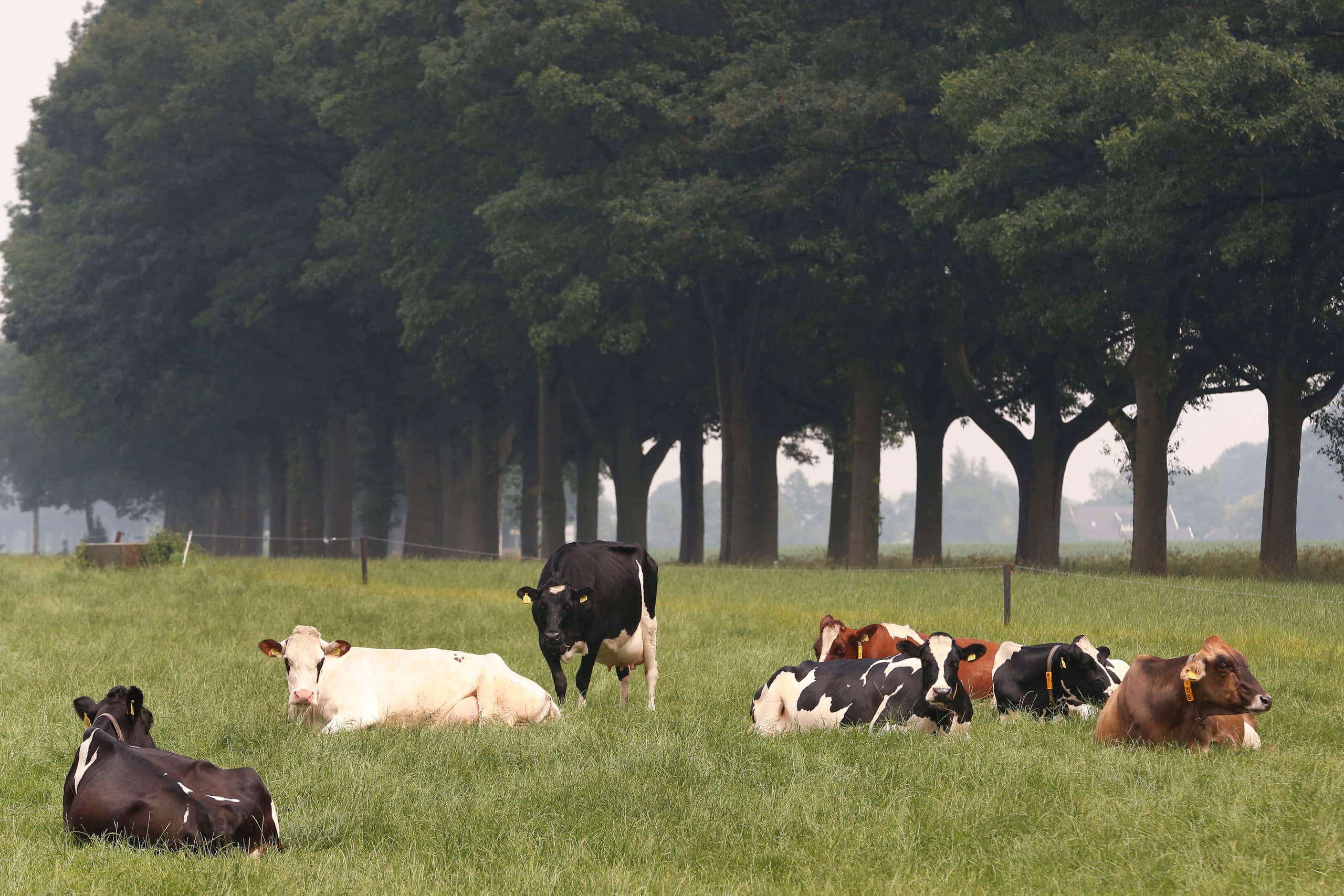 Foto: Hans Prinsen