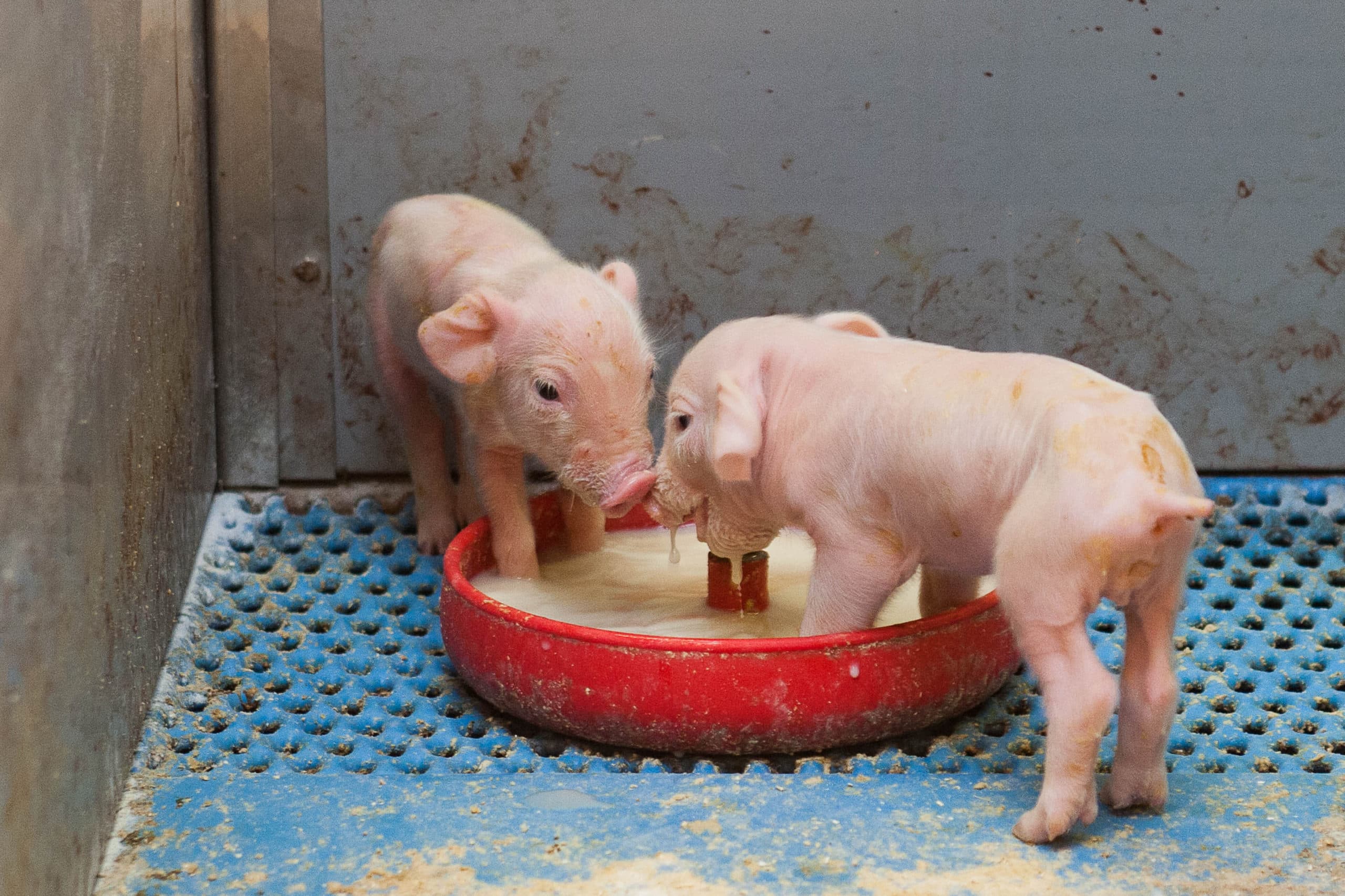 Biggen drinken kunstmelk. De biggenmelk is ook voor vliegen een lekkernij. - Foto: Ronald Hissink