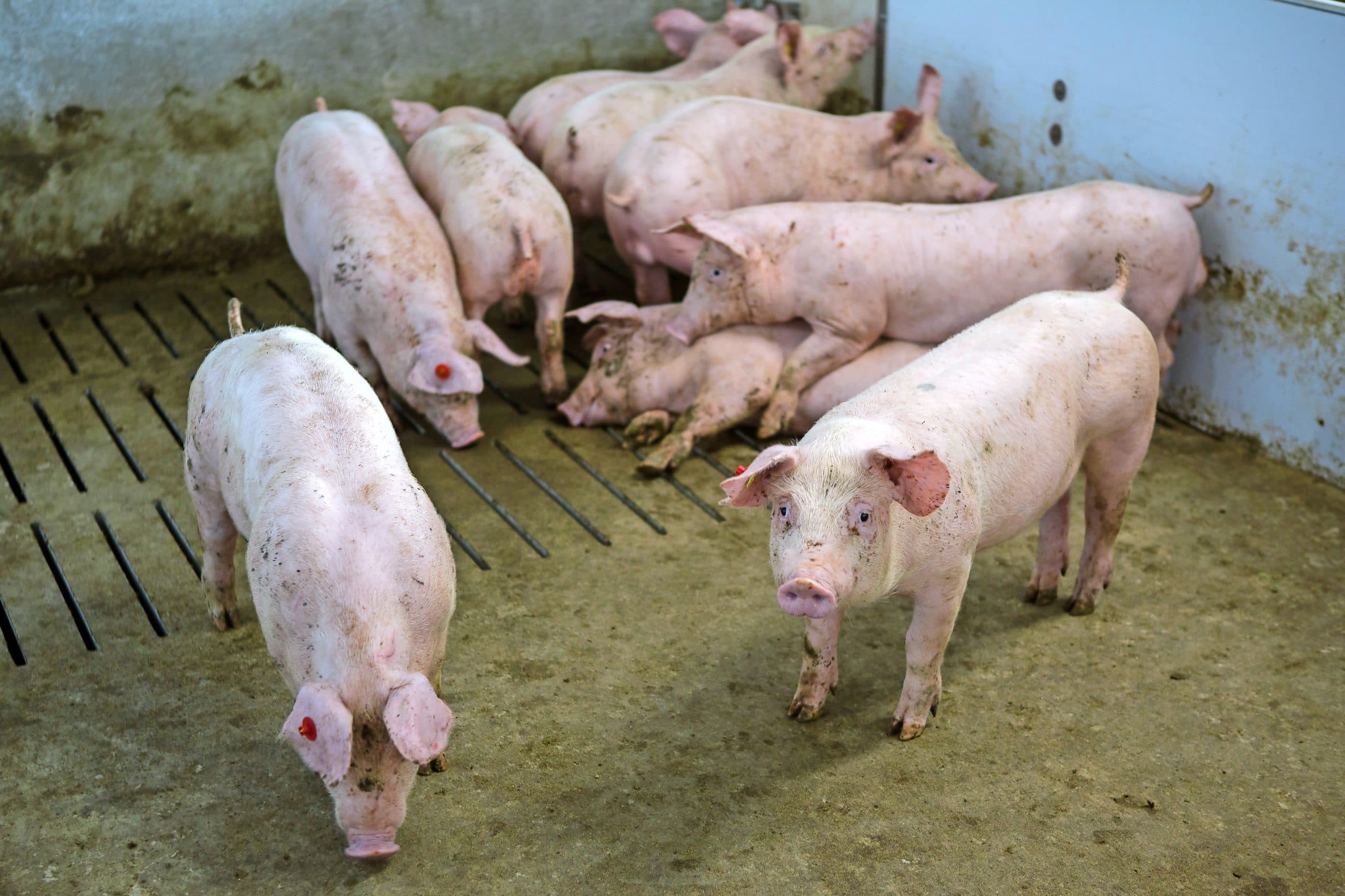 Mycoplasma wordt steeds meer gezien als oorzaak van kreupelheid bij vleesvarkens.