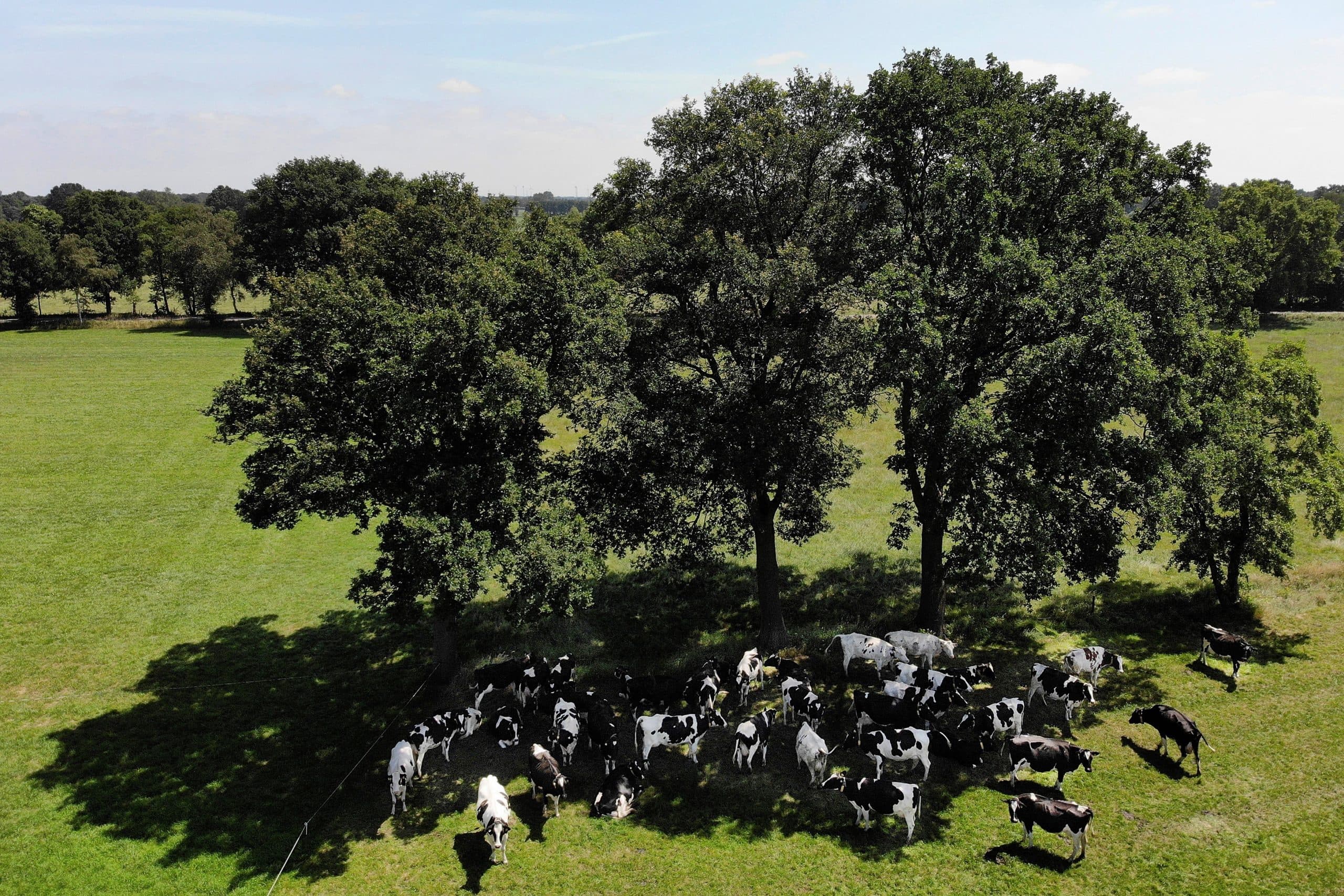 In de schaduw van een bosje eikenbomen op het land van melkveehouder Jan Burghardt is het aangenaam vertoeven. Dat vindt in ieder geval een deel van Burghardts melkveestapel. De warmte en niet minder de droogte doen zich weer voelen.  Gelukkig hebben we een paar weken terug wat regen gehad, maar het gras begint toch weer last te krijgen , vertelt Burghardt. Voor hem reden om de beregeningsinstallatie uit de schuur te halen. Dan blijft er de komende weken hopelijk ook wat te vreten voor het vee. - Foto: Hans Prinsen