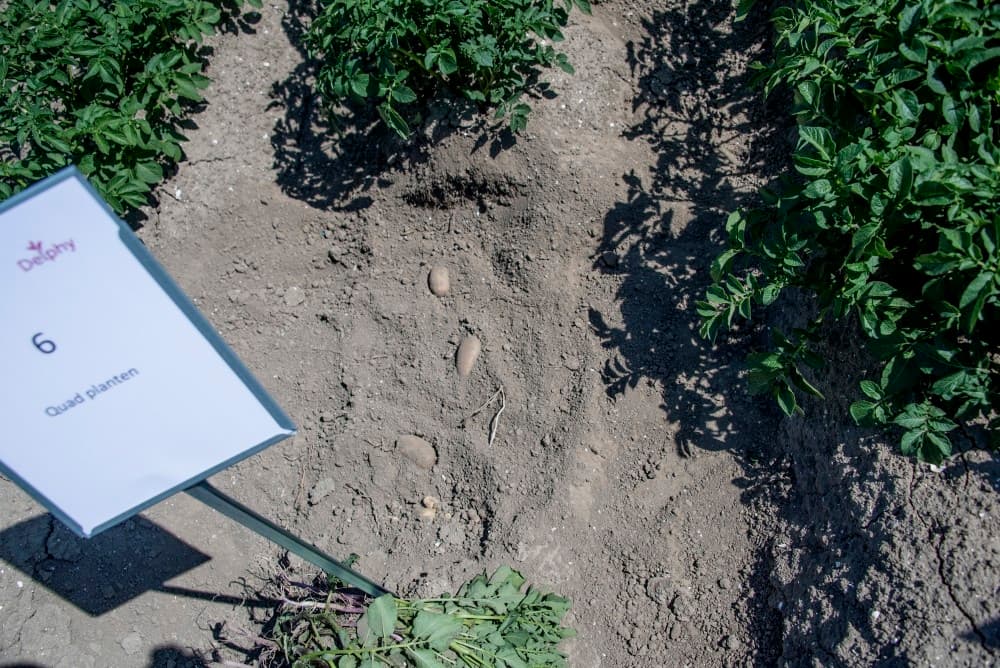 Jonas Klinkert van de Olmix groep bespreekt de voordelen van een micro granulaat in aardappelen. Deze stimuleert de wortelontwikkeling en de mineralisatie.