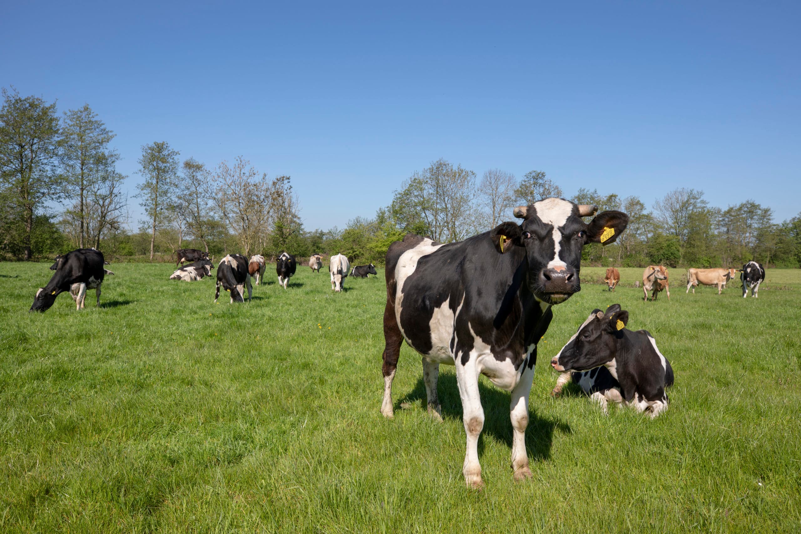 Foto: Anne van der Woude