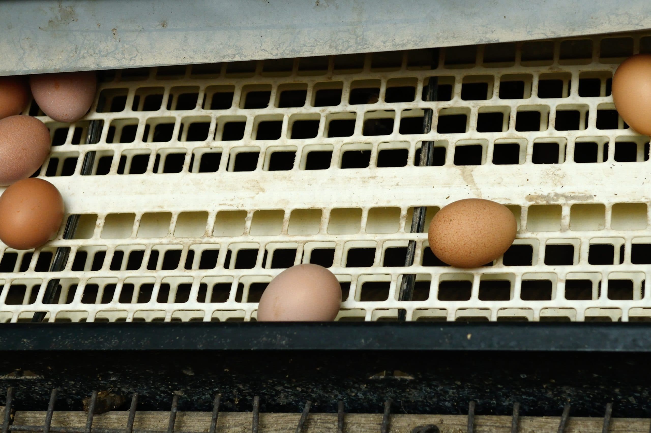 Foto: Frank Uijlenbroek