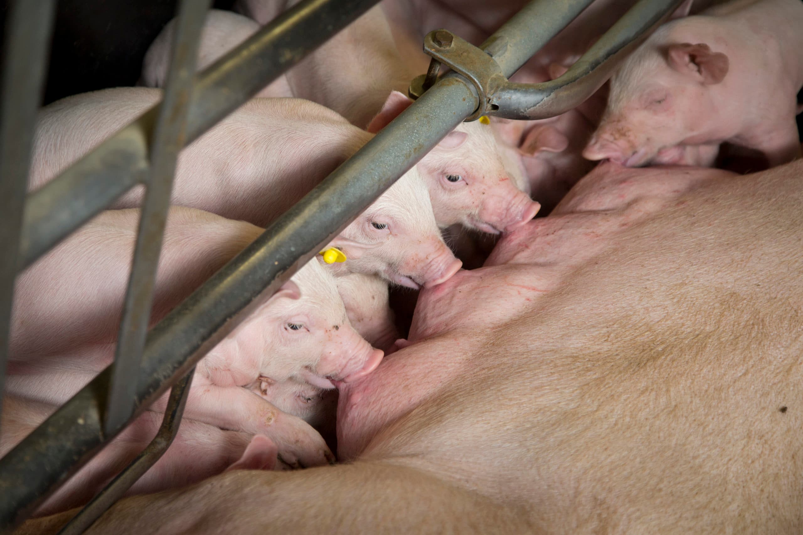 Foto: Koos Groenewold
