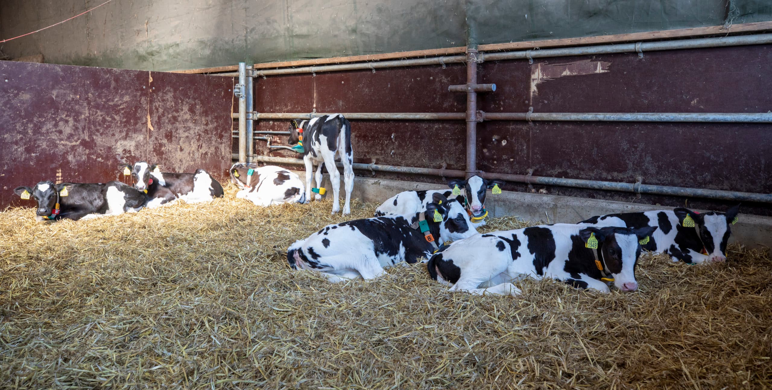 Foto: Anne van der Woude